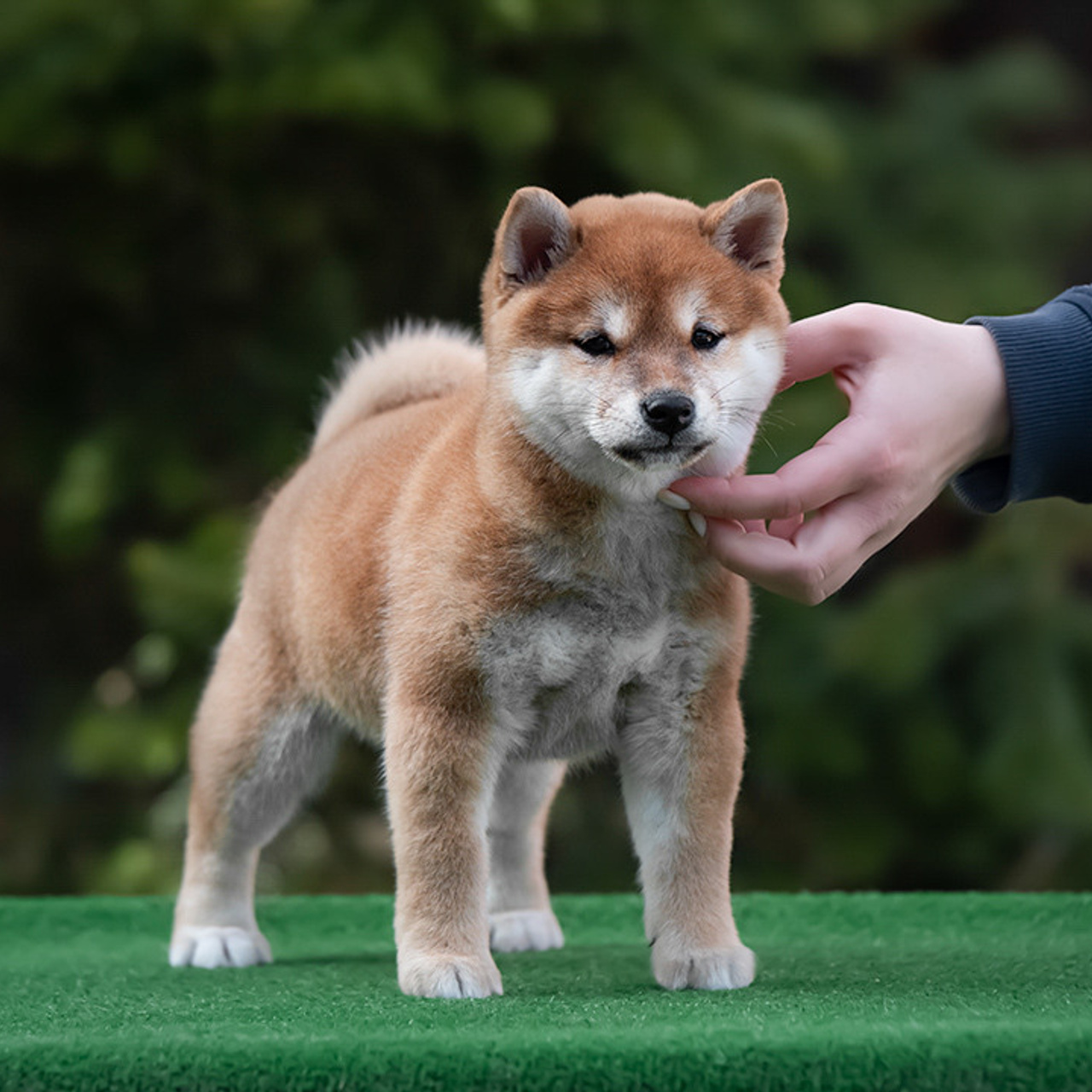 ПОМЕТ E. SHIOMARU Питомник сиба и акита-ину