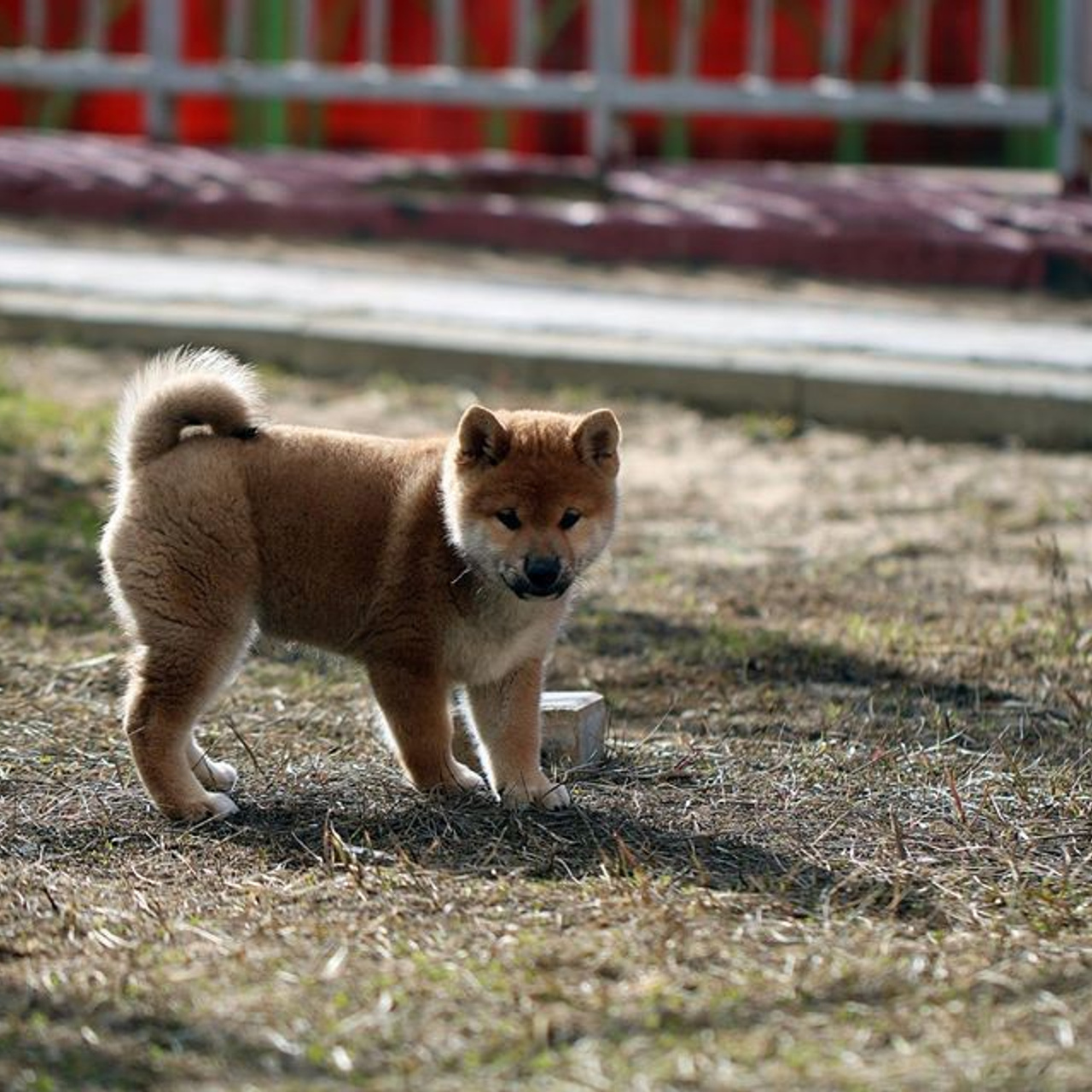 ПОМЕТ F. SHIOMARU Питомник сиба и акита-ину
