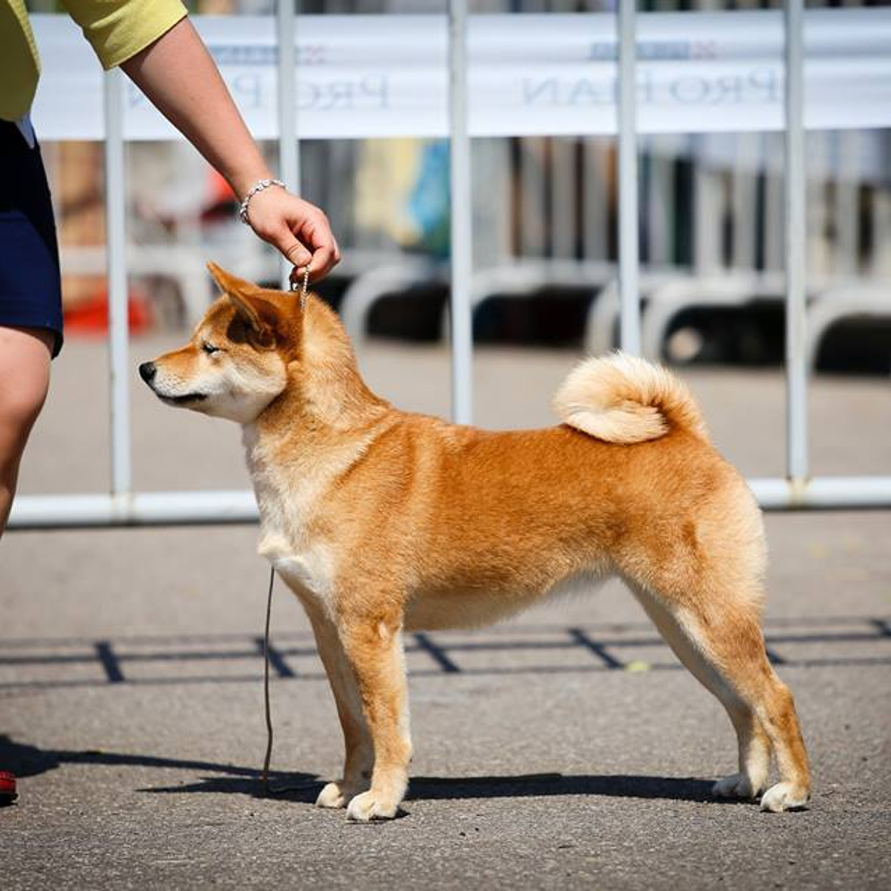 Dog show 2017. SHIOMARU Питомник сиба и акита-ину