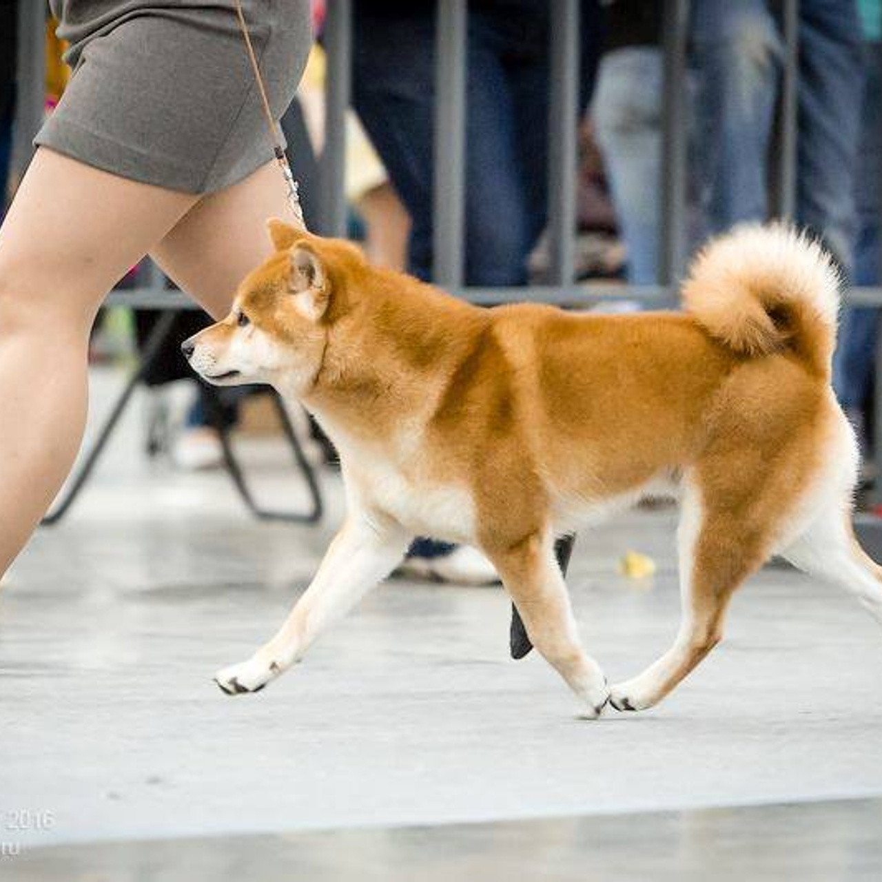Dog show 2016. SHIOMARU Питомник сиба и акита-ину