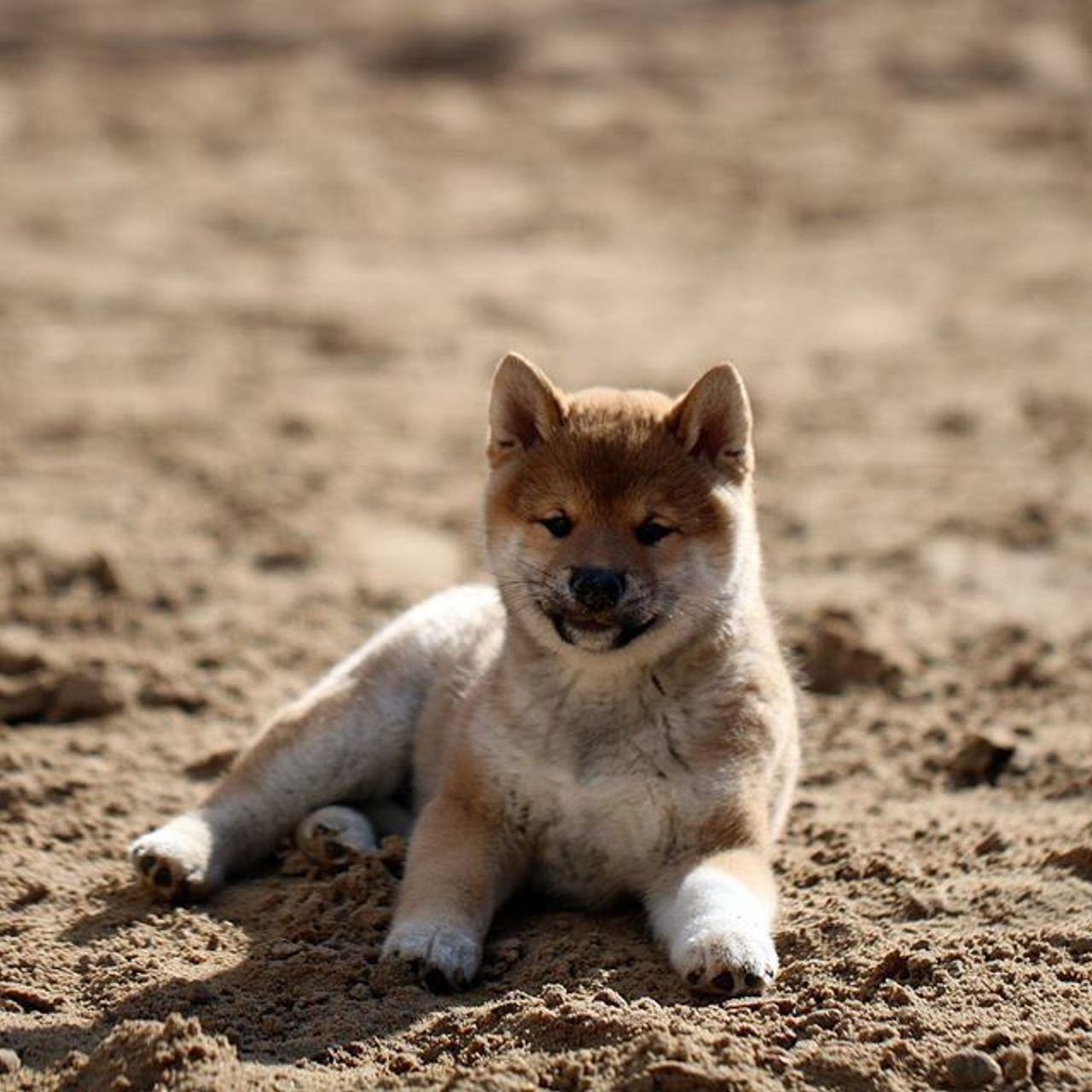 ПОМЕТ F. SHIOMARU Питомник сиба и акита-ину