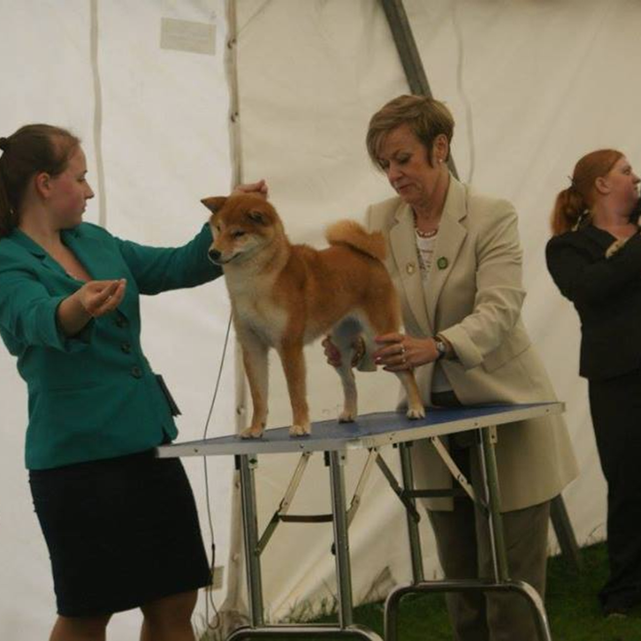 Dog show 2017. SHIOMARU Питомник сиба и акита-ину