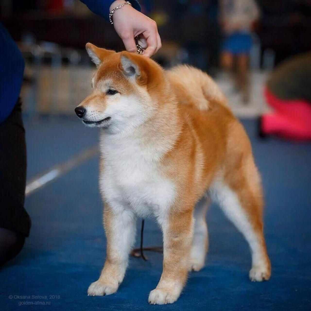 Выпускники питомника. SHIOMARU Питомник сиба и акита-ину