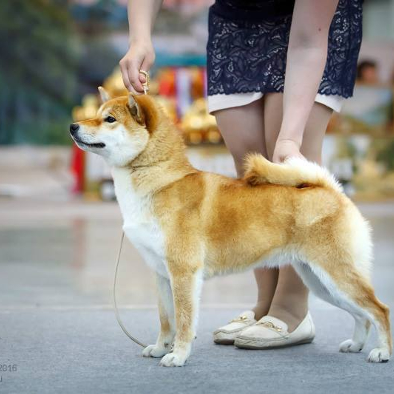 Dog show 2016. SHIOMARU Питомник сиба и акита-ину