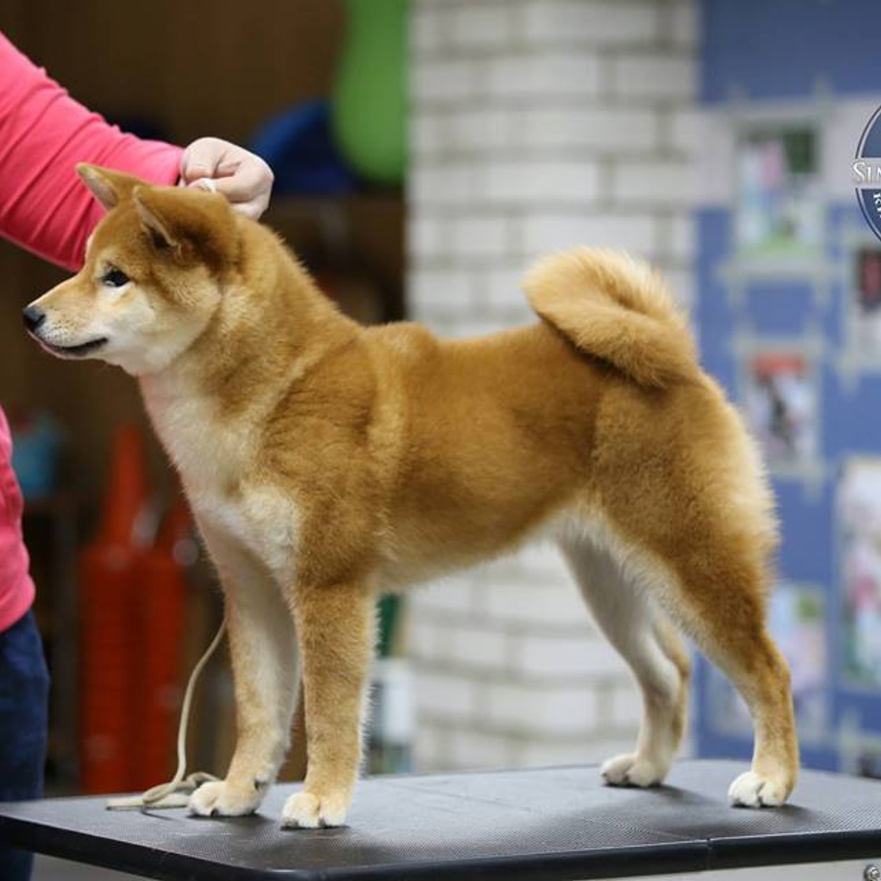 SHIOMARU BRENDI. SHIOMARU Shiba and Akita Inu Kennel