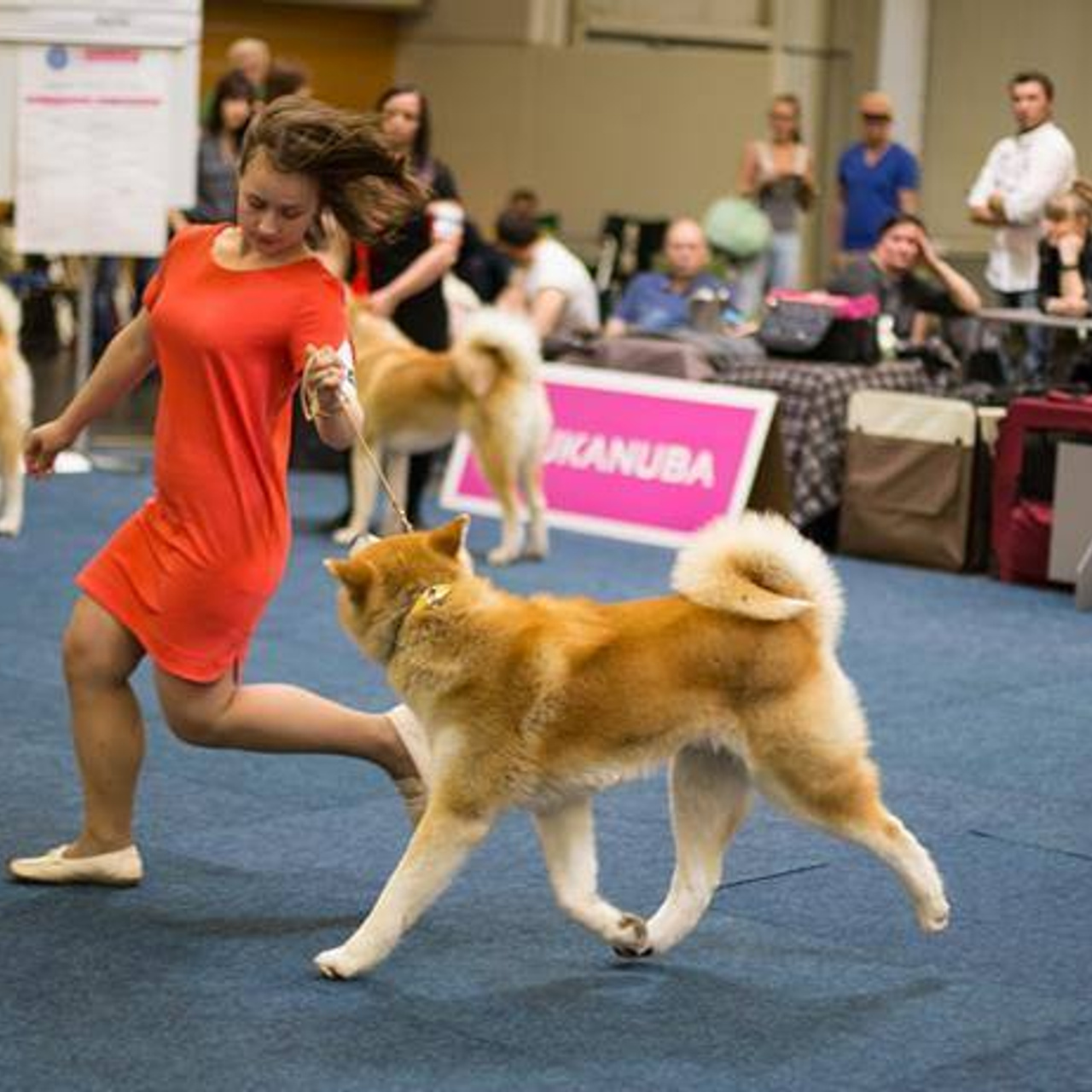 Dog show 2016. SHIOMARU Питомник сиба и акита-ину