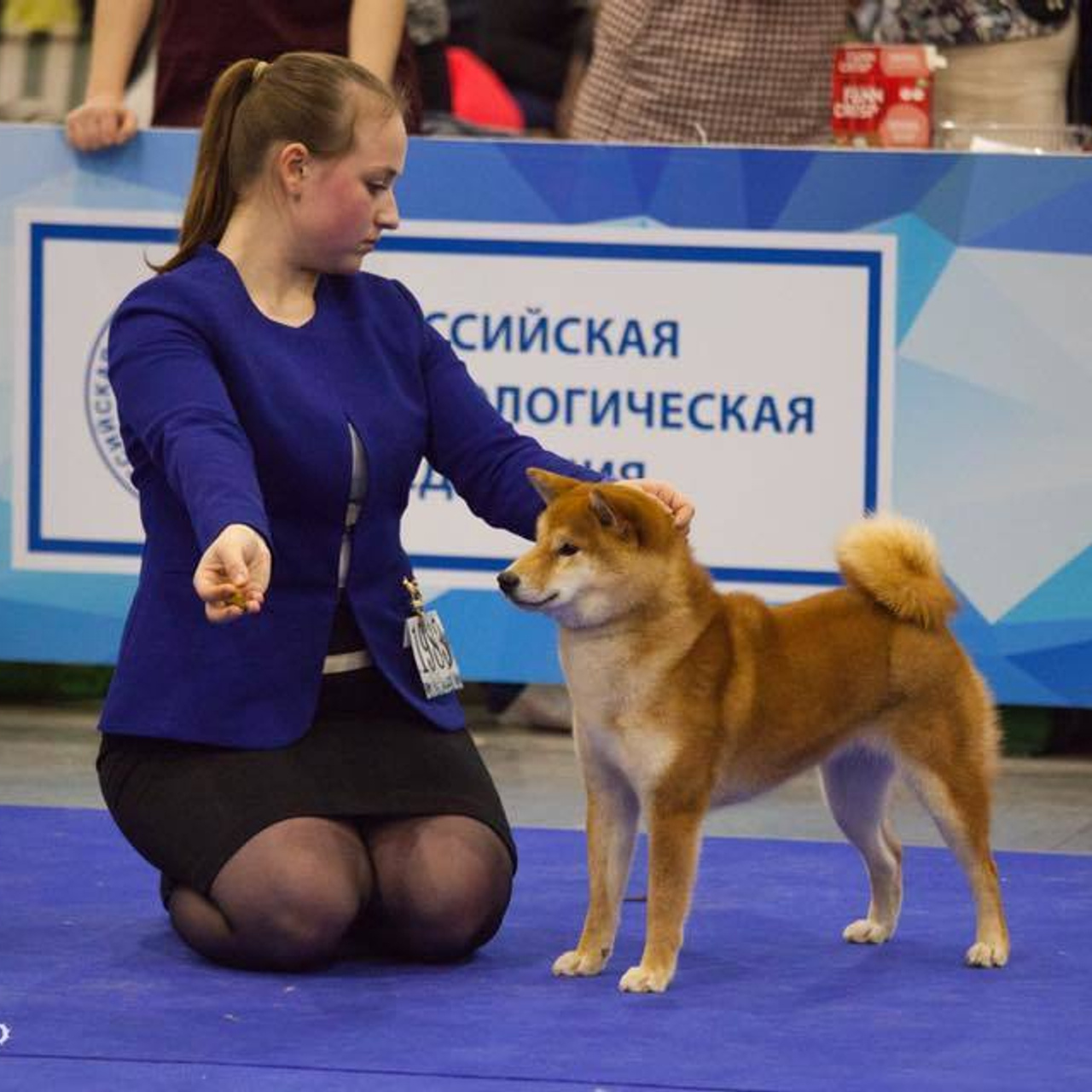 Dog show 2017. SHIOMARU Питомник сиба и акита-ину