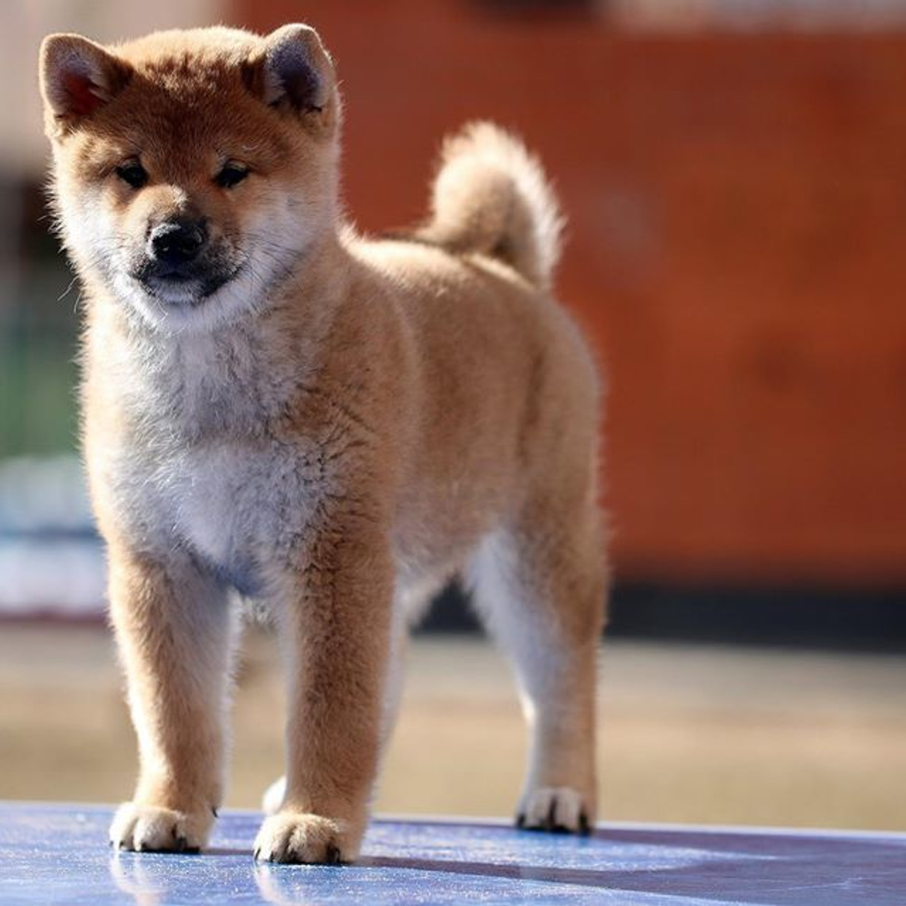 ПОМЕТ F. SHIOMARU Питомник сиба и акита-ину