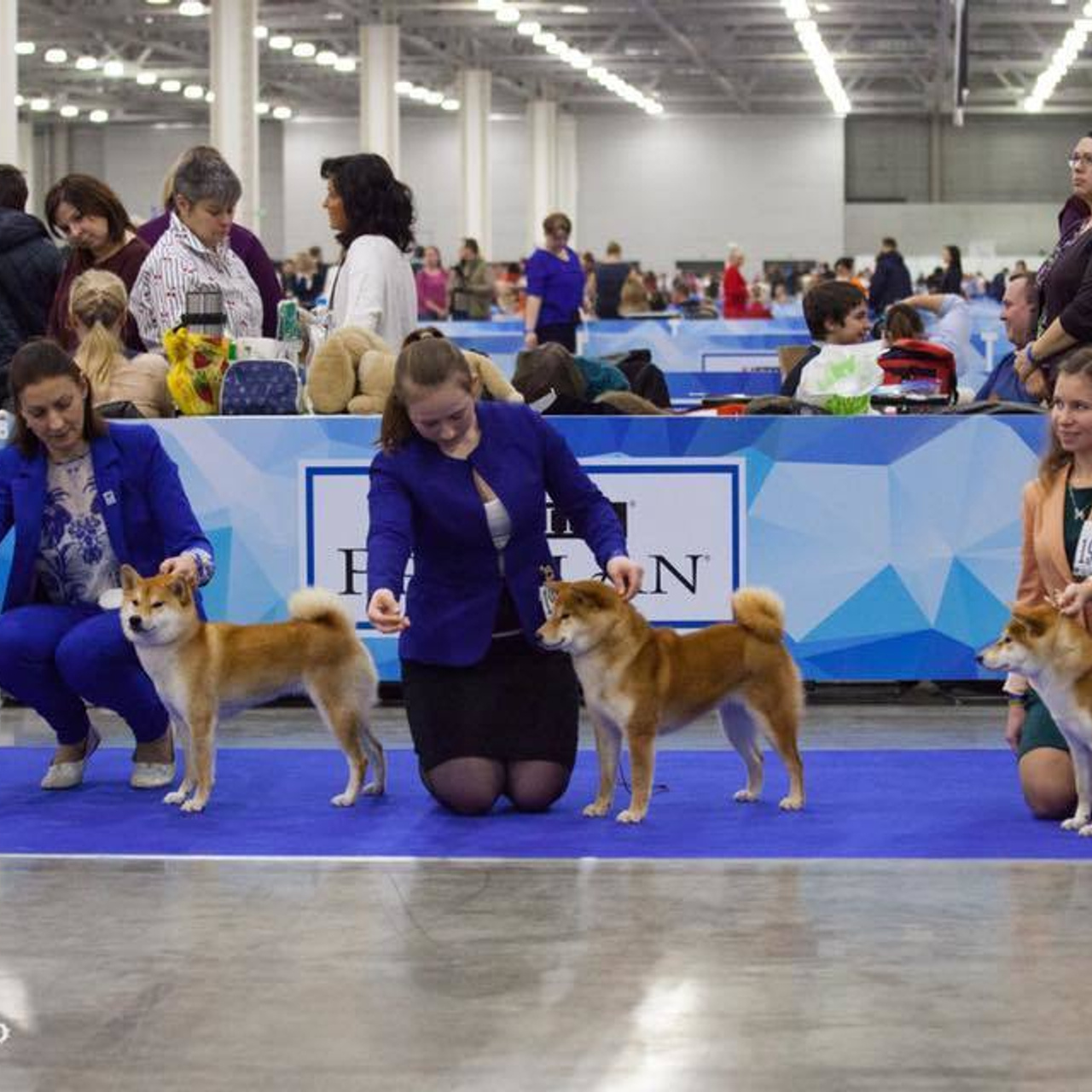 Dog show 2017. SHIOMARU Питомник сиба и акита-ину