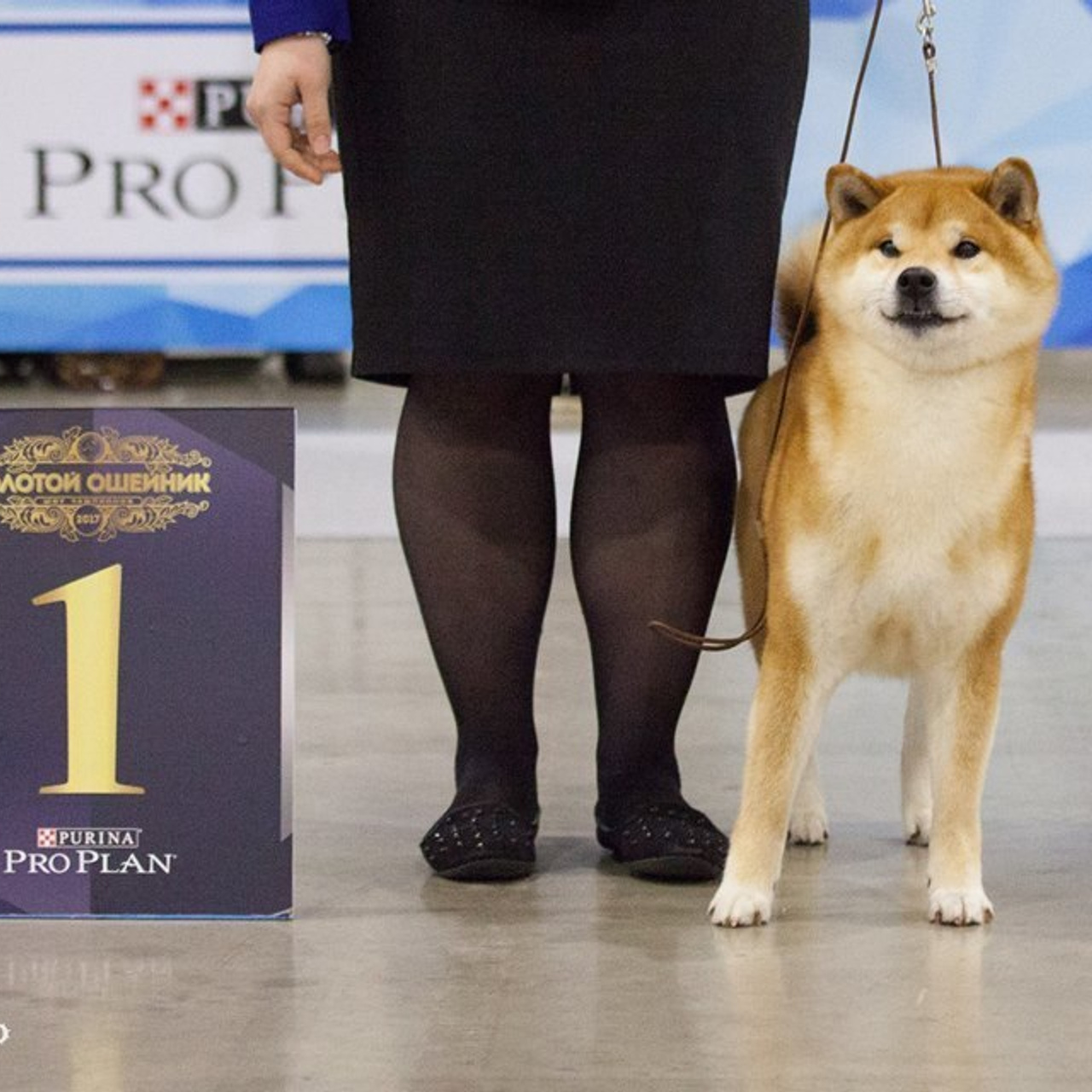 Dog show 2017. SHIOMARU Питомник сиба и акита-ину