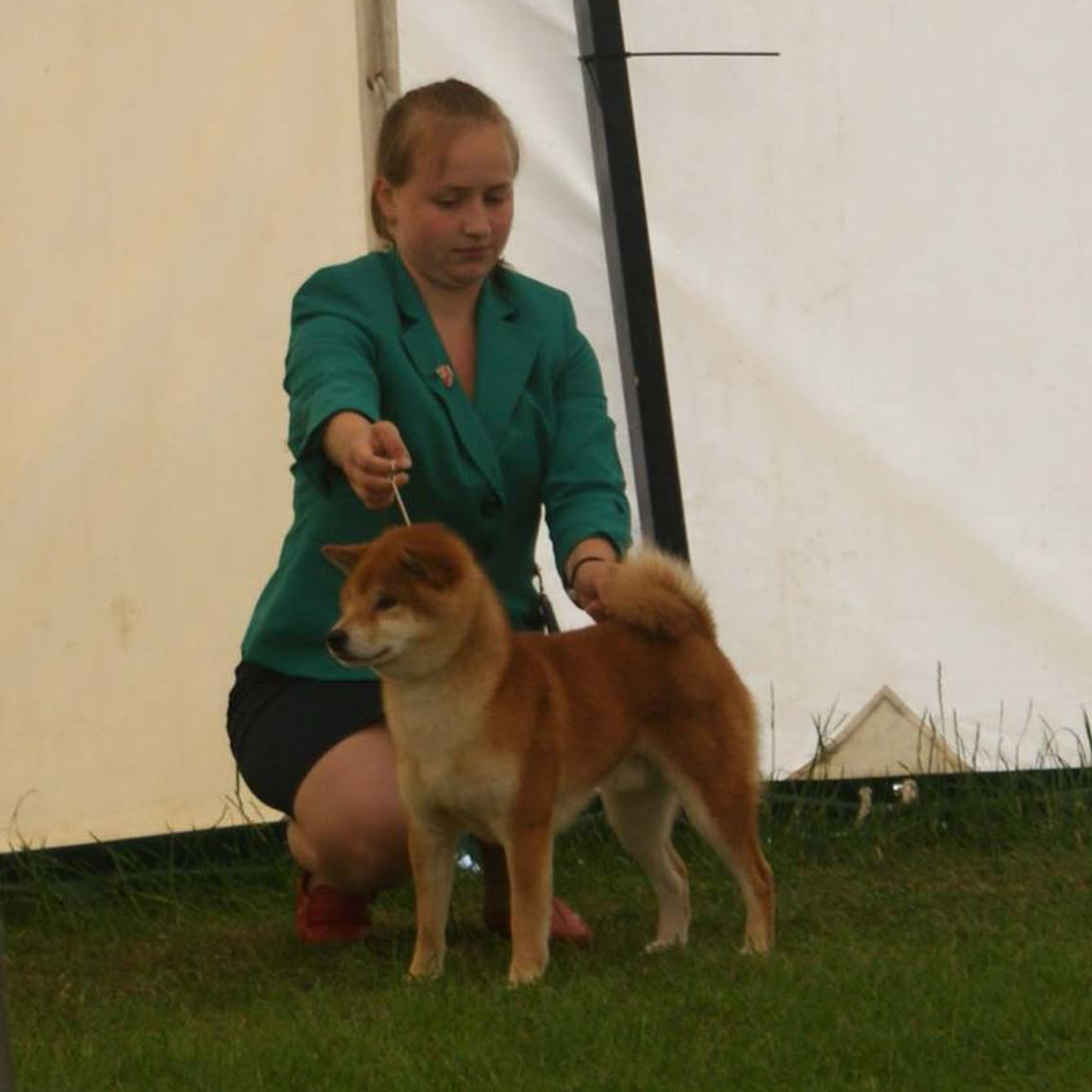 Dog show 2017. SHIOMARU Питомник сиба и акита-ину