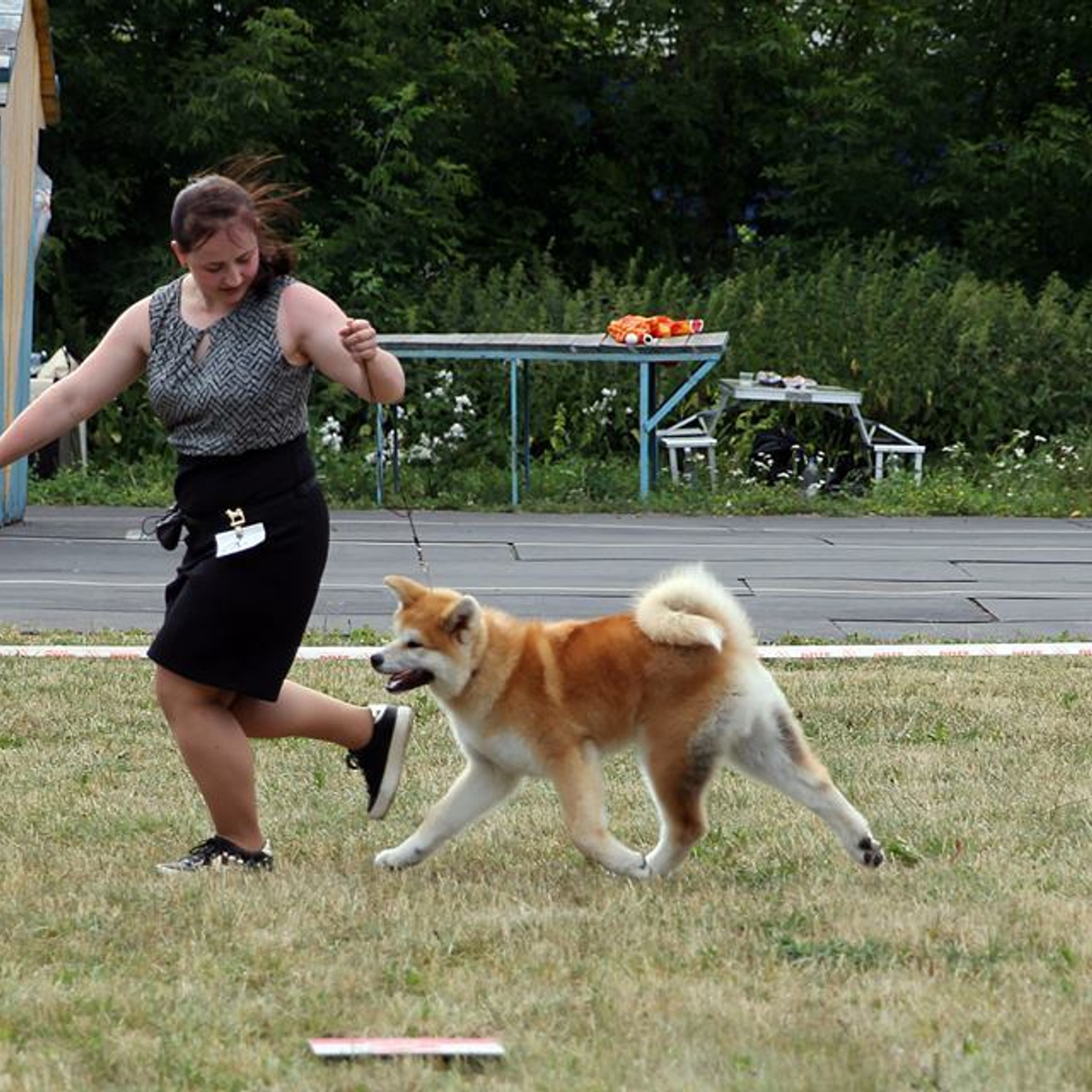 Dog show 2018. SHIOMARU Питомник сиба и акита-ину