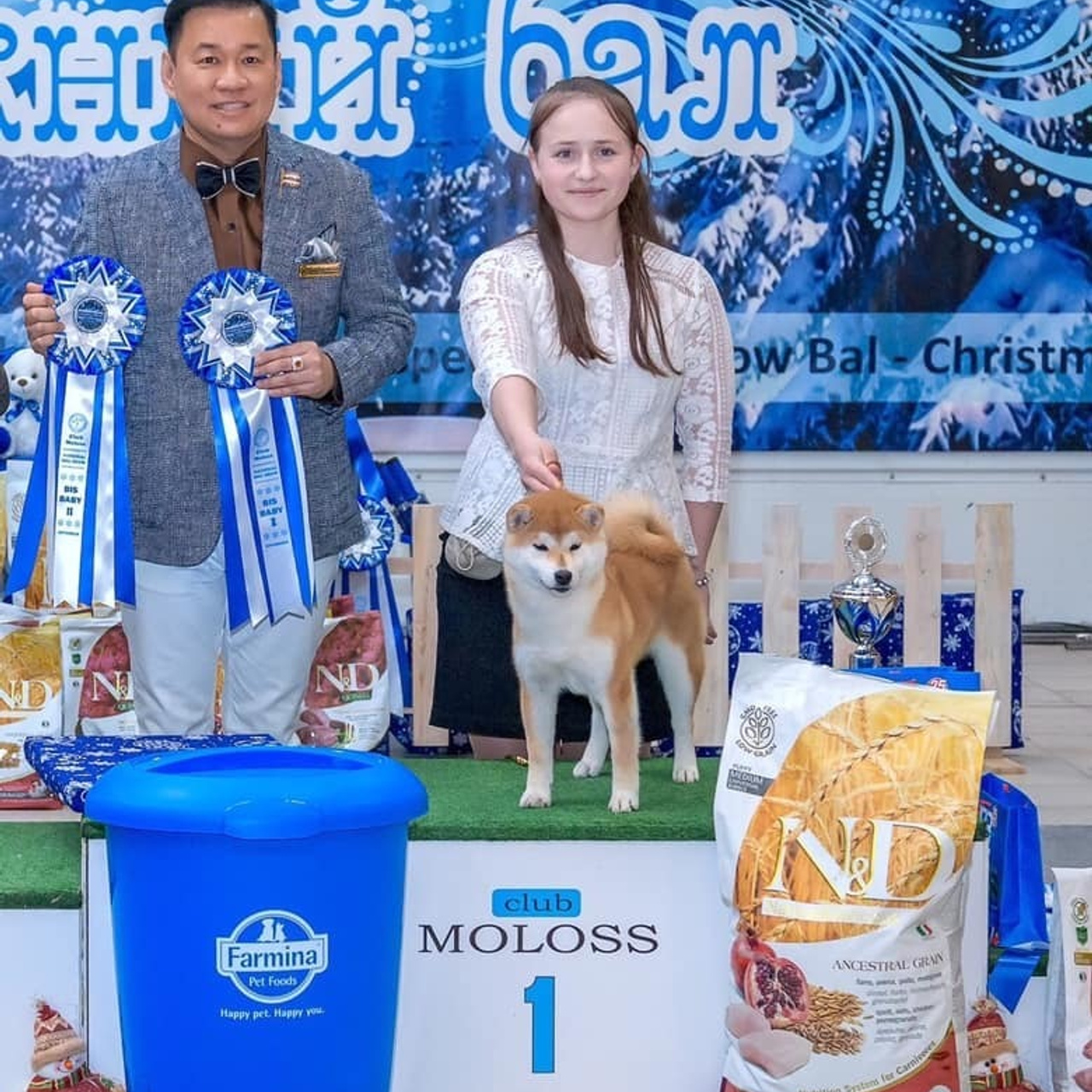 LYURUA DYURING HONMEI CHOKO. SHIOMARU Питомник сиба и акита-ину