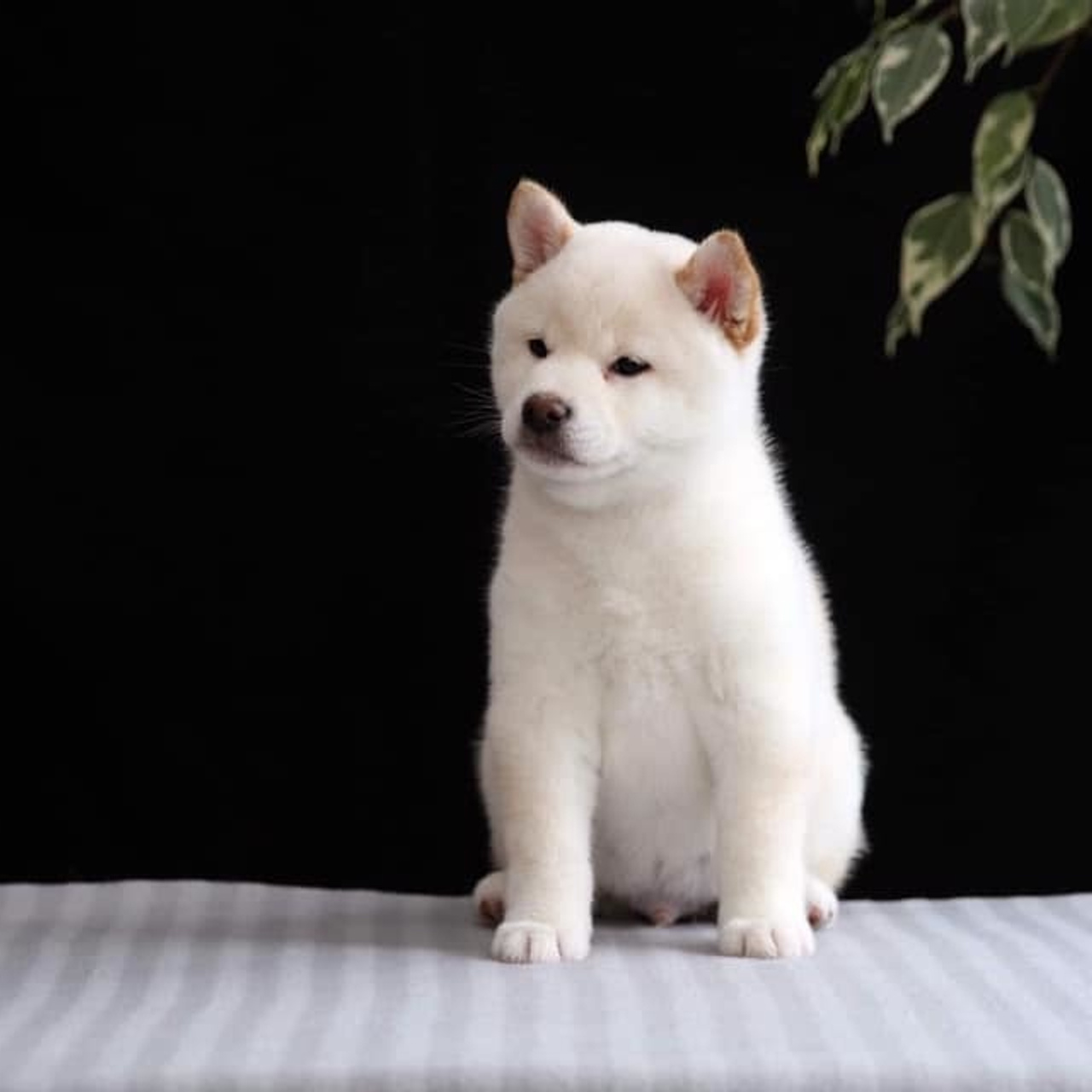 ПОМЕТ О. SHIOMARU Питомник сиба и акита-ину