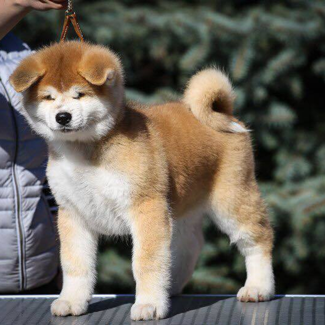 ПОМЕТ K. SHIOMARU Питомник сиба и акита-ину