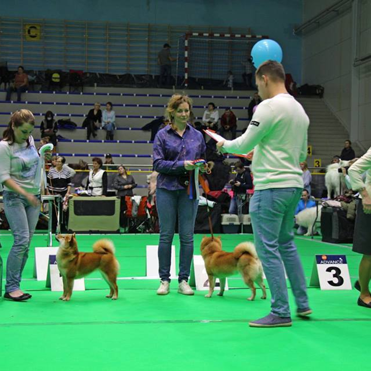 Выпускники питомника. SHIOMARU Питомник сиба и акита-ину