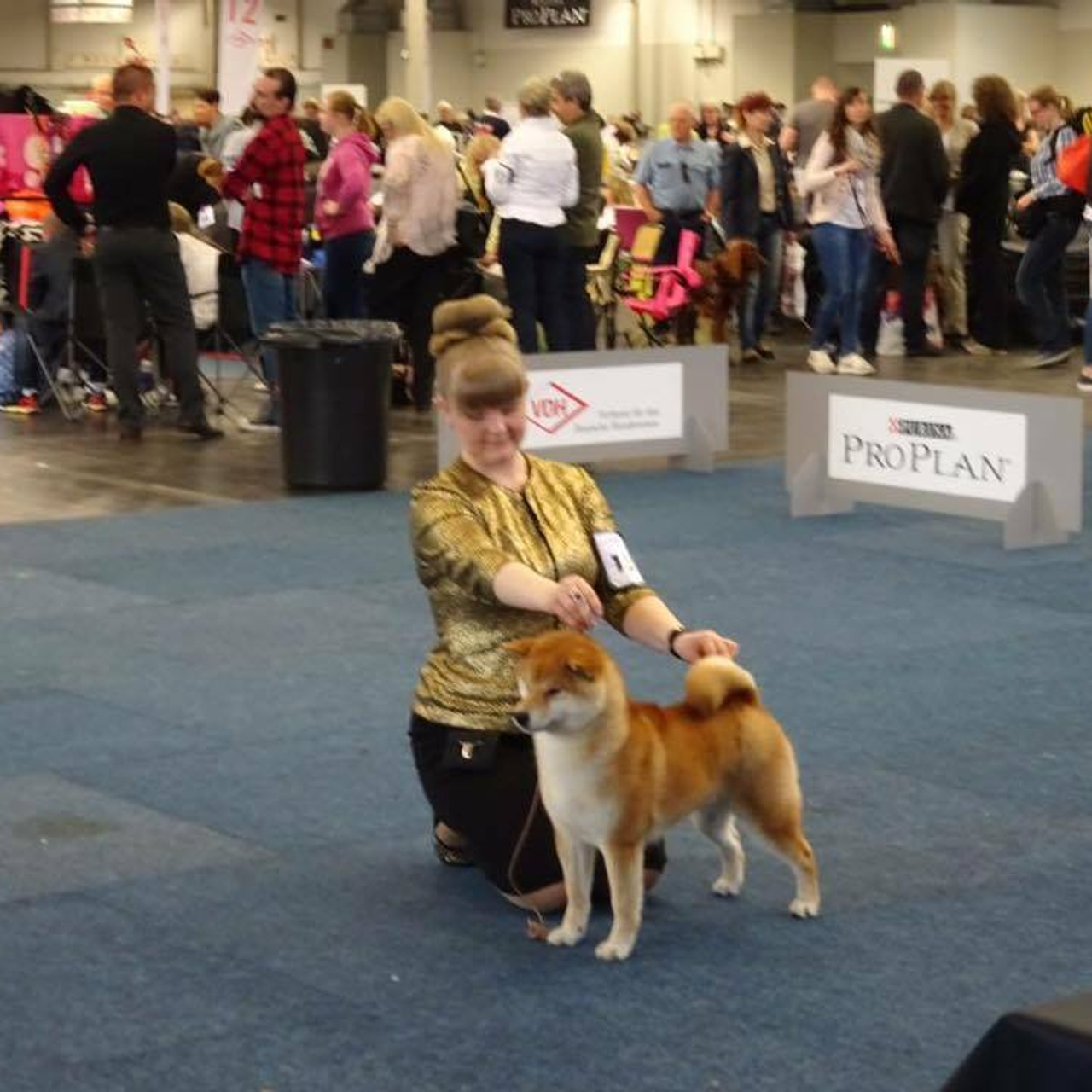 Dog show 2016. SHIOMARU Питомник сиба и акита-ину
