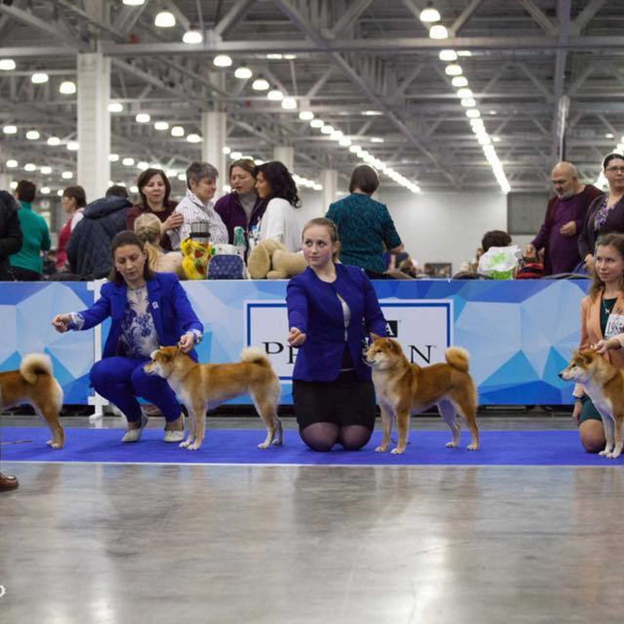 Dog show 2017. SHIOMARU Питомник сиба и акита-ину