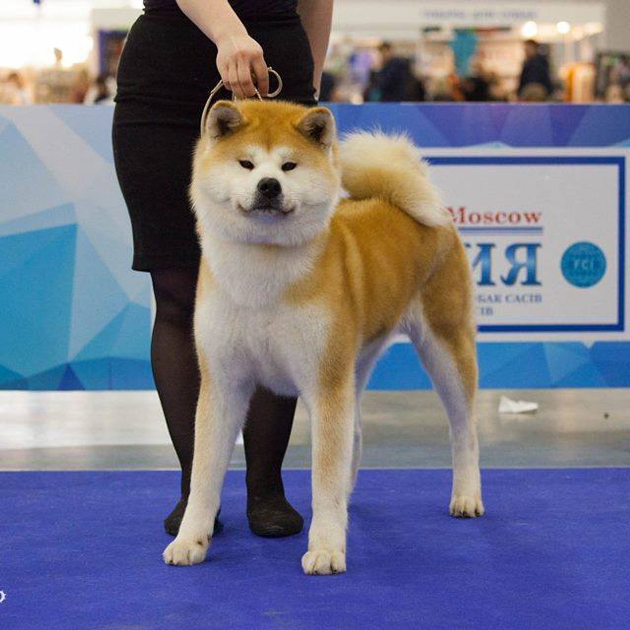 Dog show 2017. SHIOMARU Питомник сиба и акита-ину