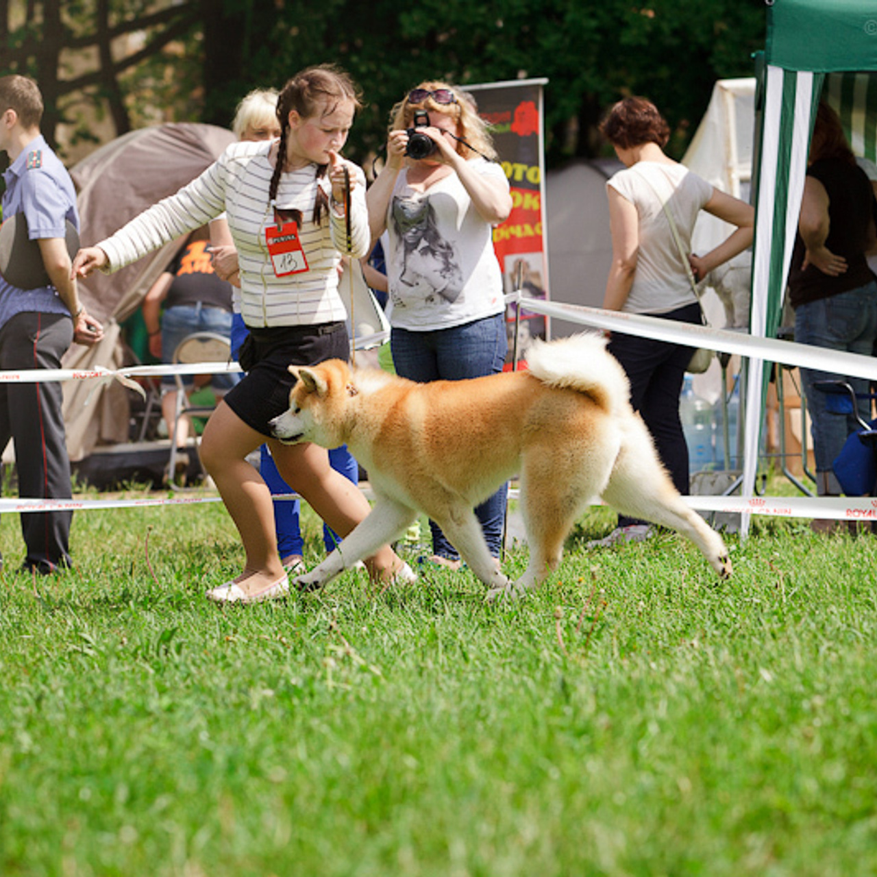 AIKEN SAGARIME UOSHIKO. SHIOMARU Питомник сиба и акита-ину