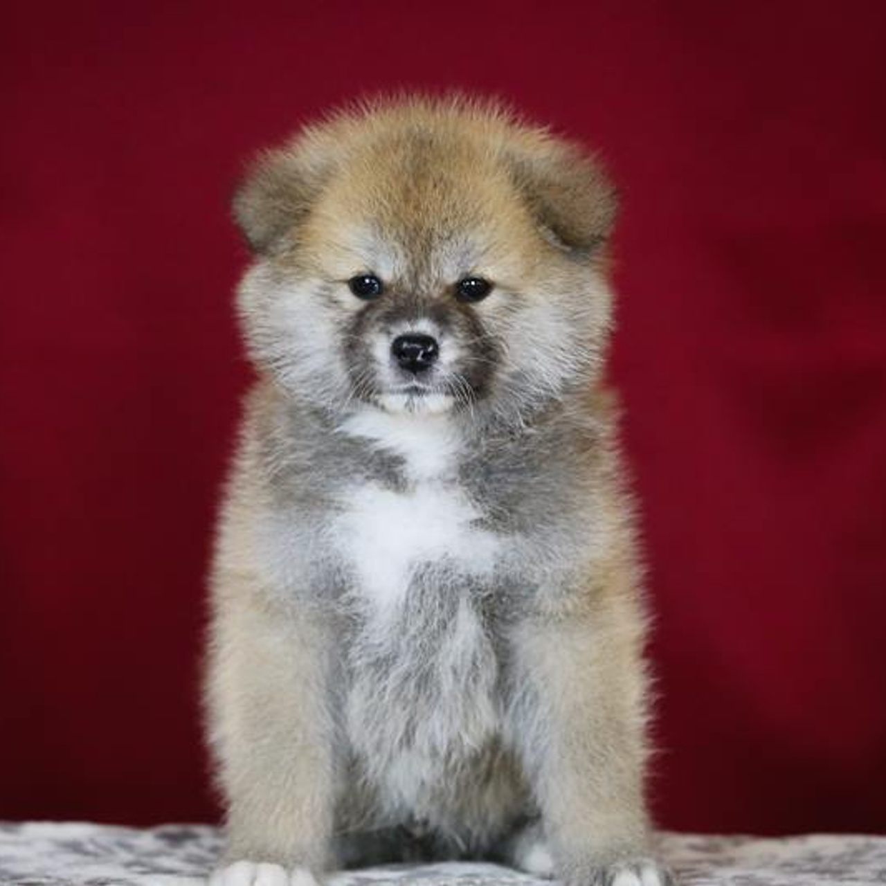 ПОМЕТ K. SHIOMARU Питомник сиба и акита-ину