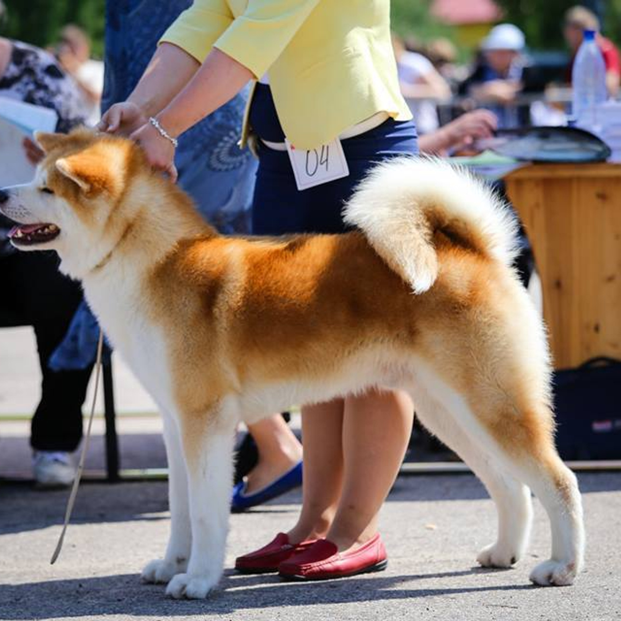 Dog show 2017. SHIOMARU Питомник сиба и акита-ину