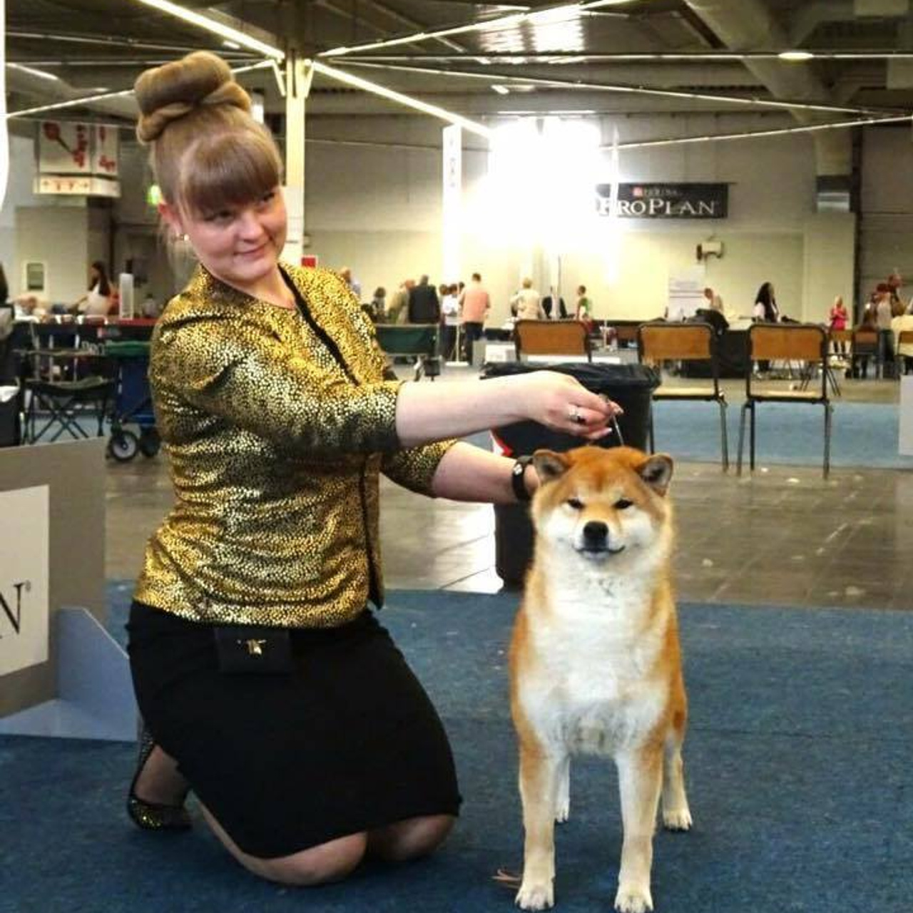 Dog show 2016. SHIOMARU Питомник сиба и акита-ину