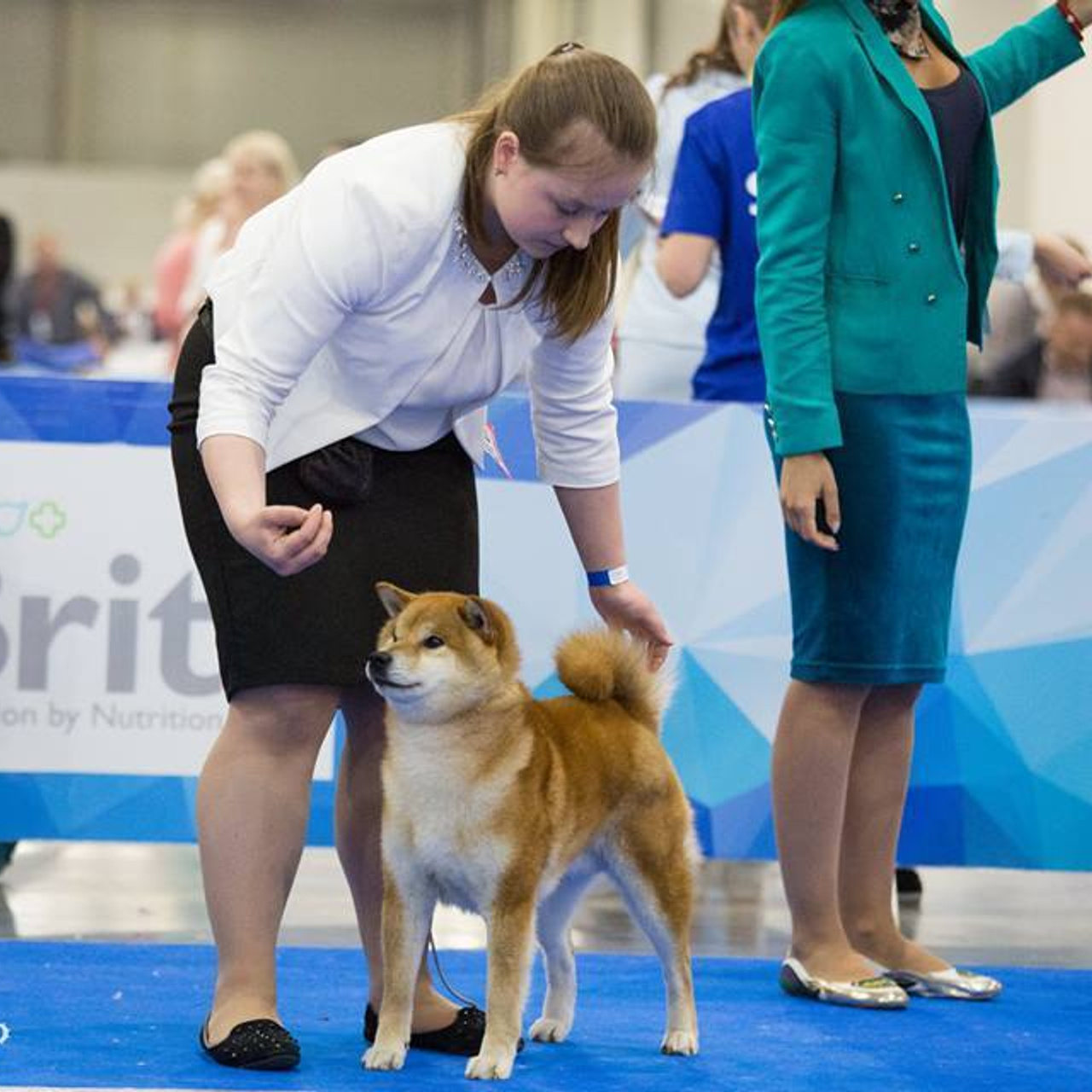 Dog show 2018. SHIOMARU Питомник сиба и акита-ину