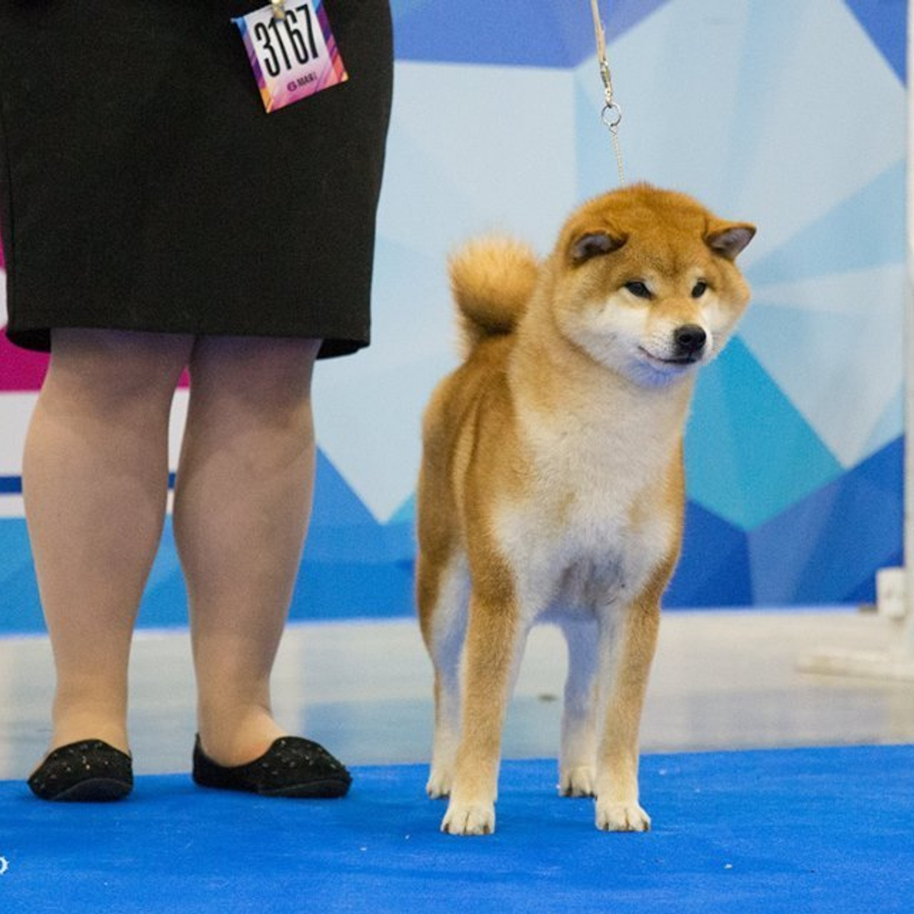 Dog show 2018. SHIOMARU Питомник сиба и акита-ину