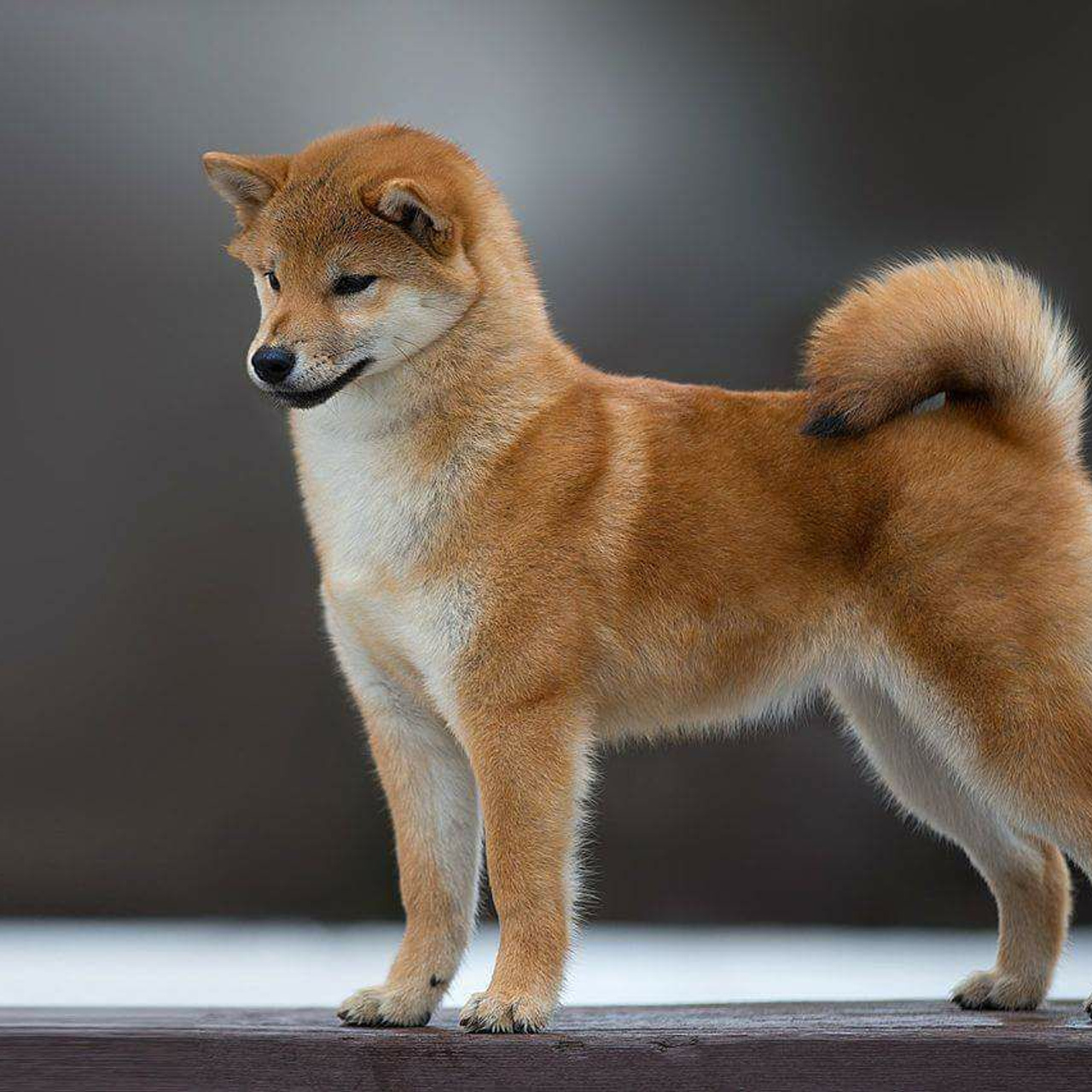 ПОМЕТ A. SHIOMARU Питомник сиба и акита-ину