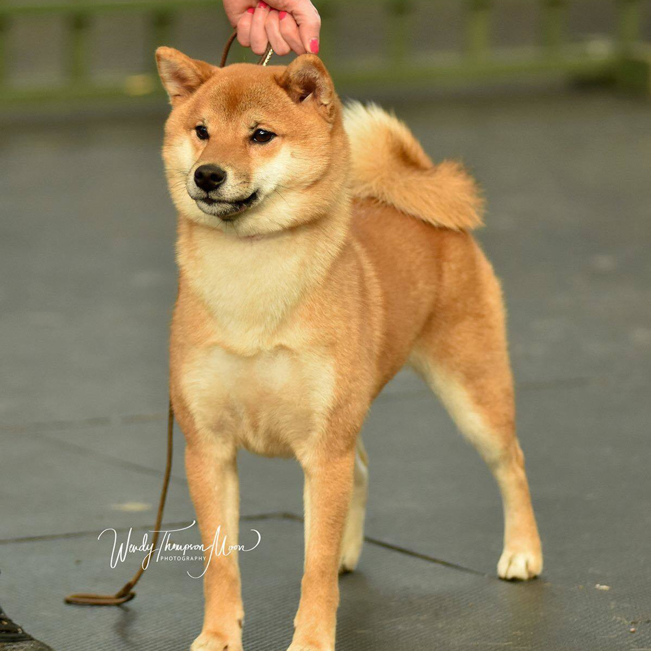 Выпускники питомника. SHIOMARU Питомник сиба и акита-ину