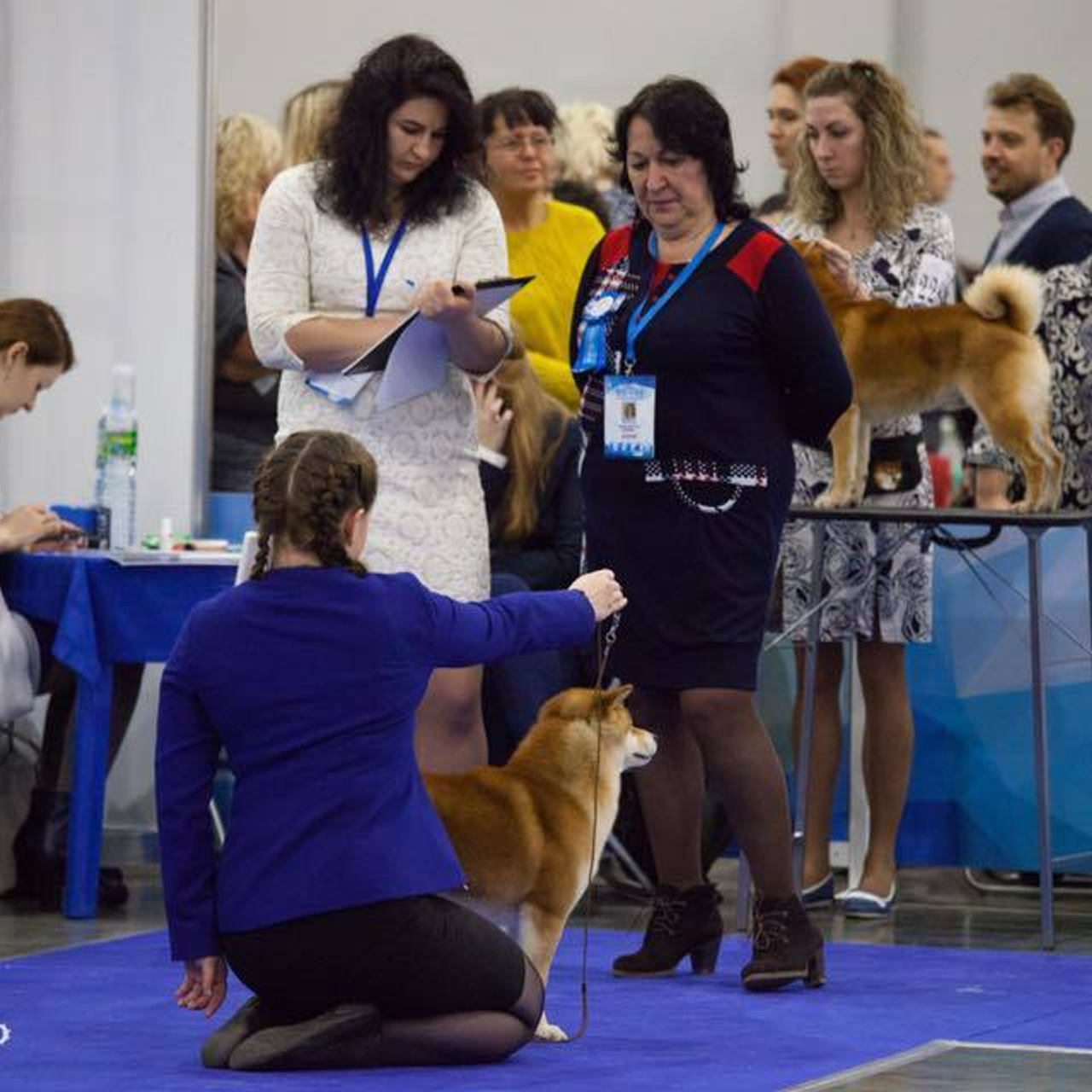 Dog show 2017. SHIOMARU Питомник сиба и акита-ину