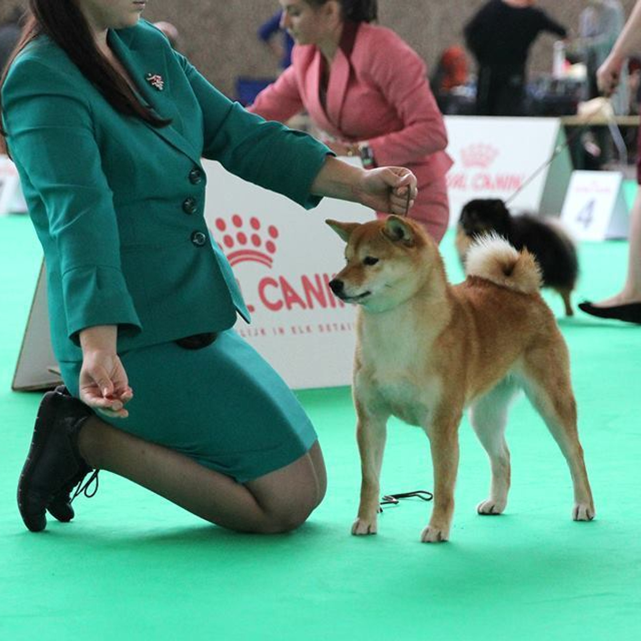 Dog show 2018. SHIOMARU Питомник сиба и акита-ину