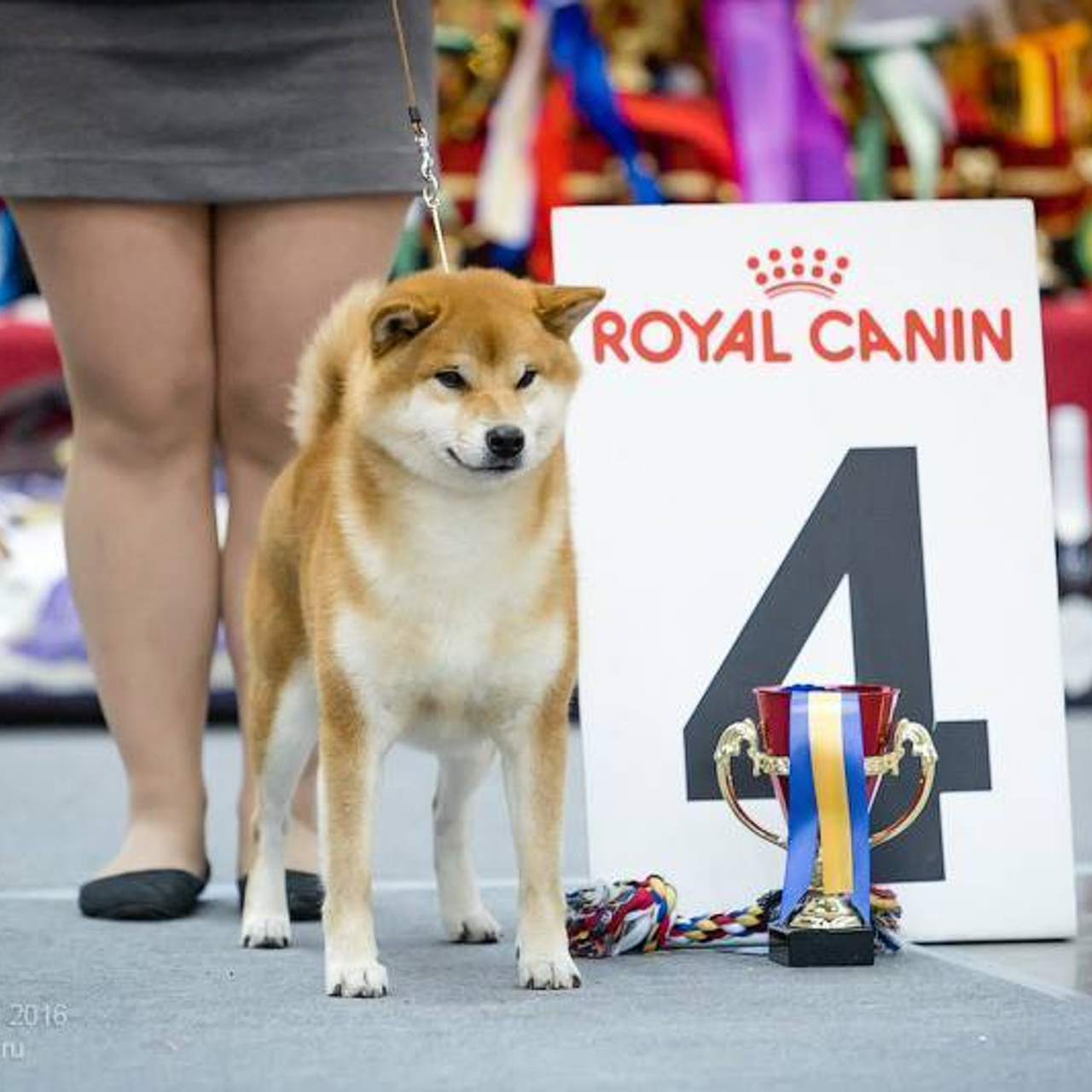 Dog show 2016. SHIOMARU Питомник сиба и акита-ину