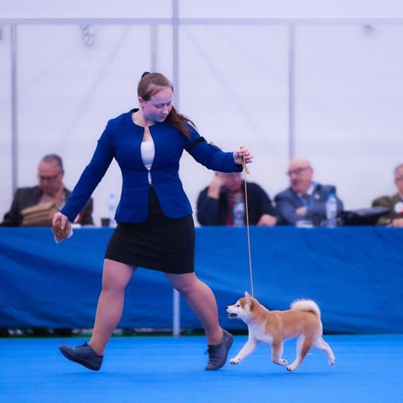 Dog show 2018. SHIOMARU Питомник сиба и акита-ину