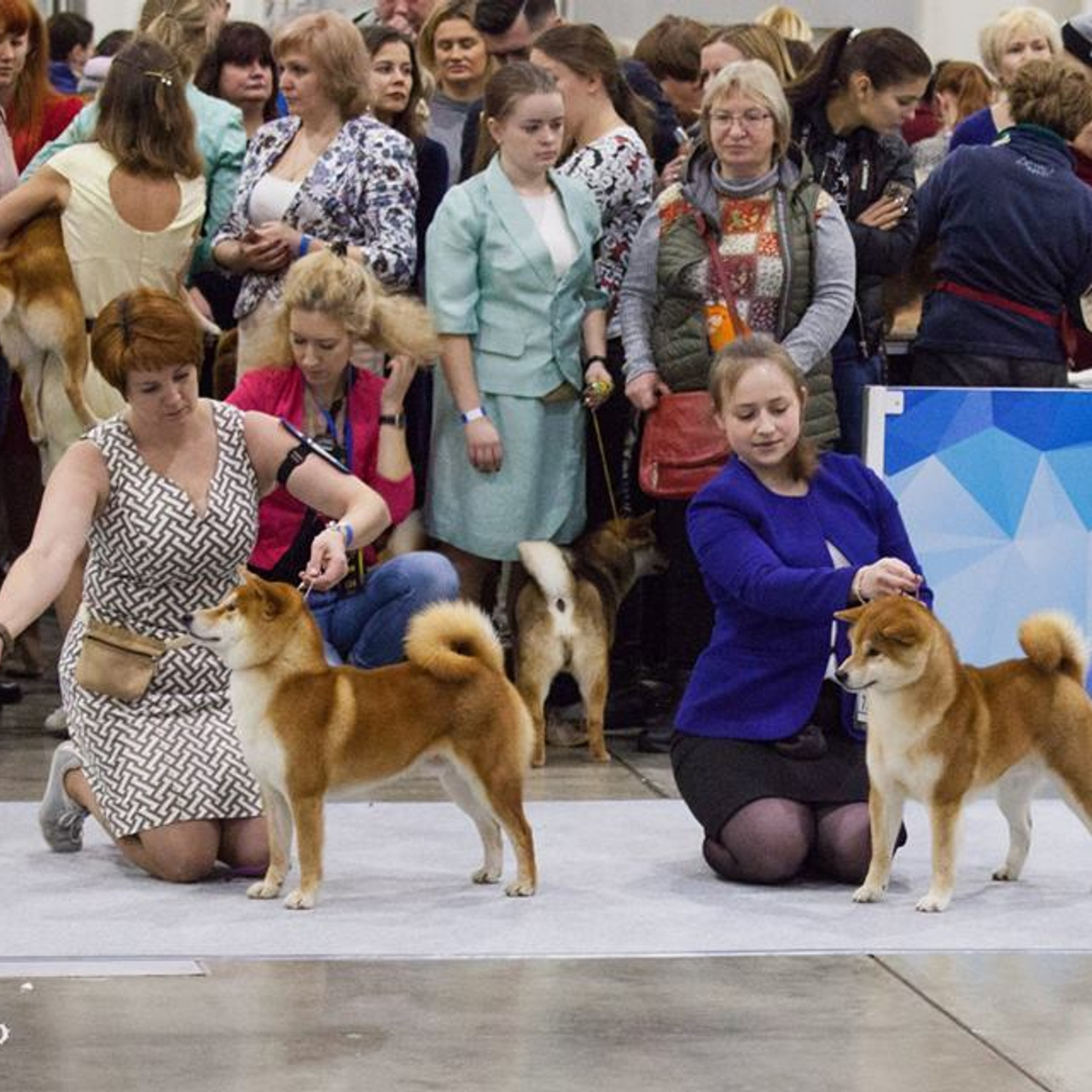 Dog show 2017. SHIOMARU Питомник сиба и акита-ину