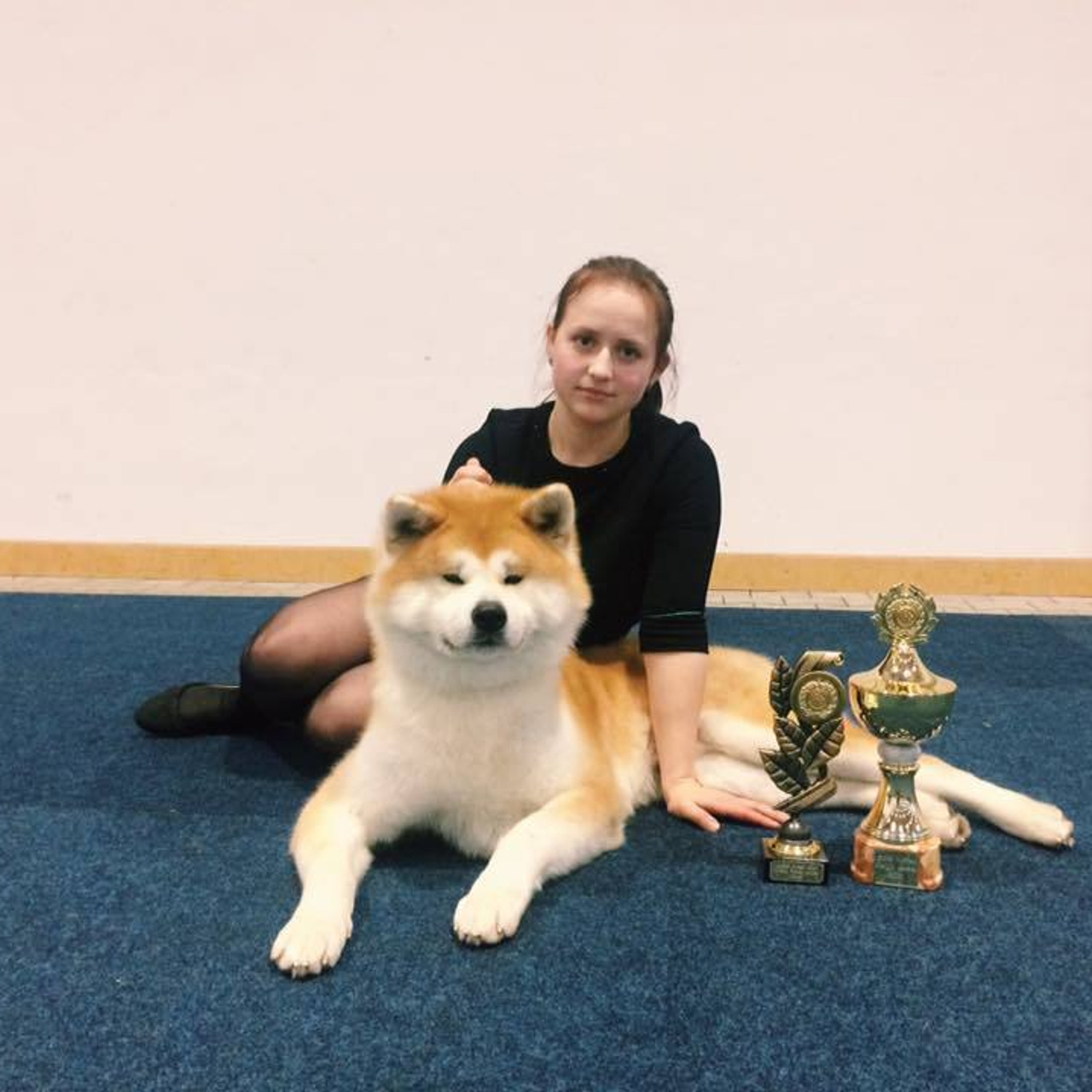 Dog show 2016. SHIOMARU Питомник сиба и акита-ину
