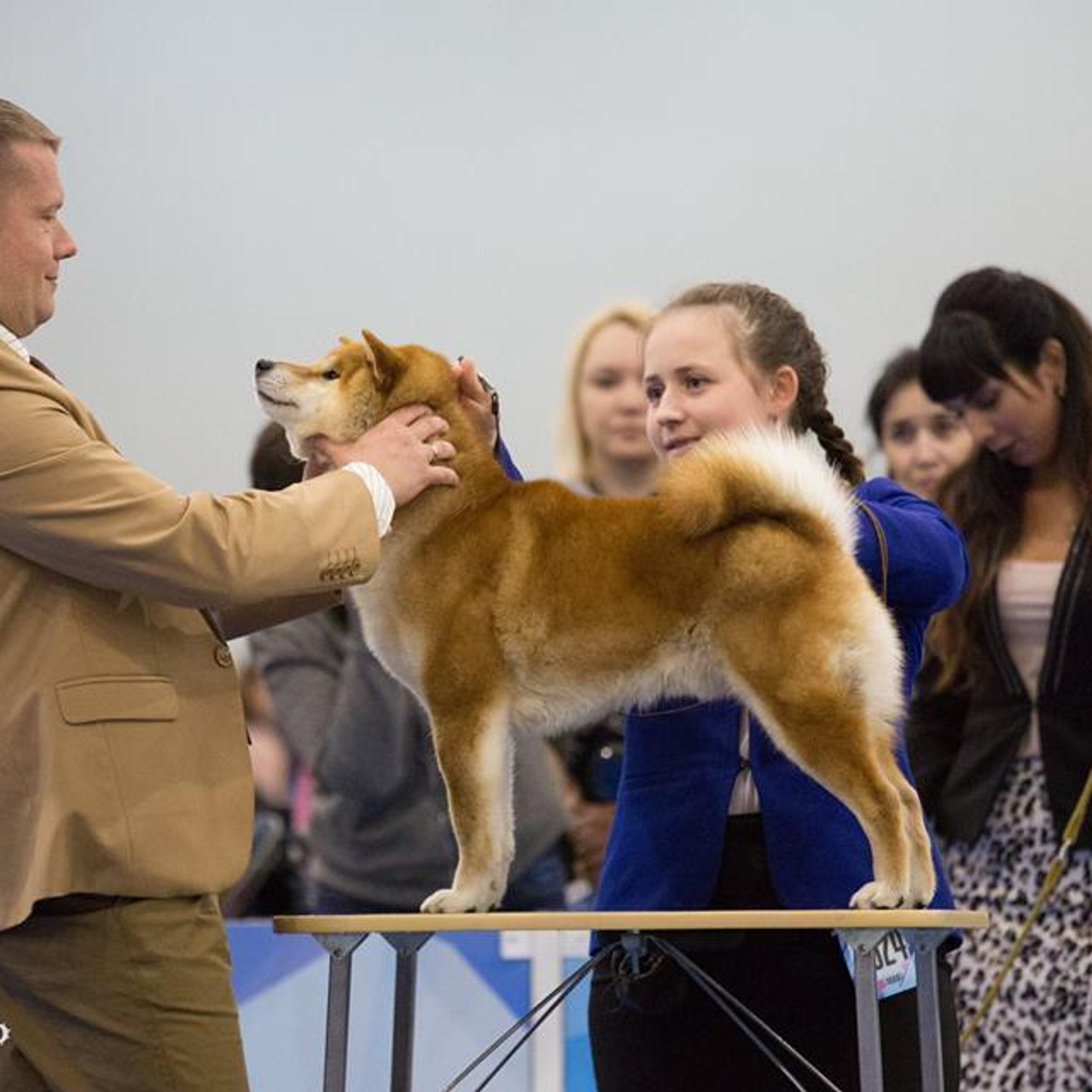 Dog show 2018. SHIOMARU Питомник сиба и акита-ину