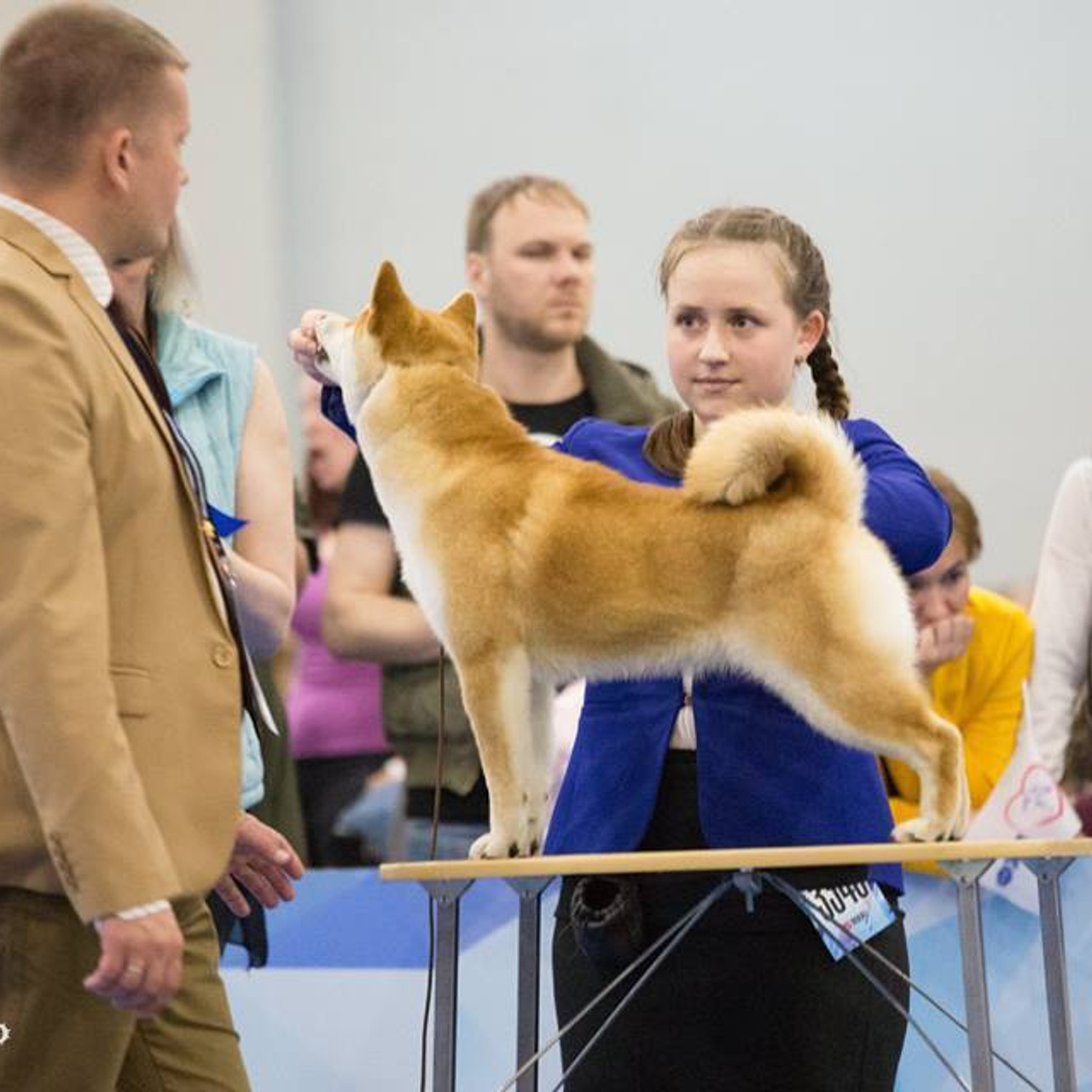 Dog show 2018. SHIOMARU Питомник сиба и акита-ину