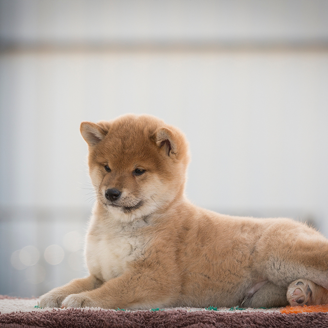 Помет T — Shiomaru kennel. SHIOMARU Shiba and Akita Inu Kennel