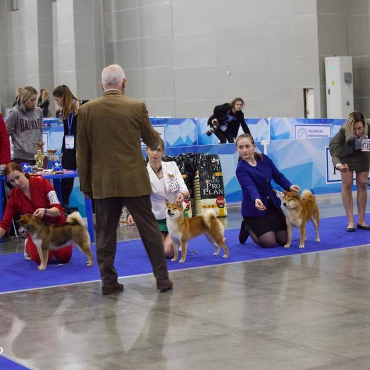 Dog show 2017. SHIOMARU Питомник сиба и акита-ину
