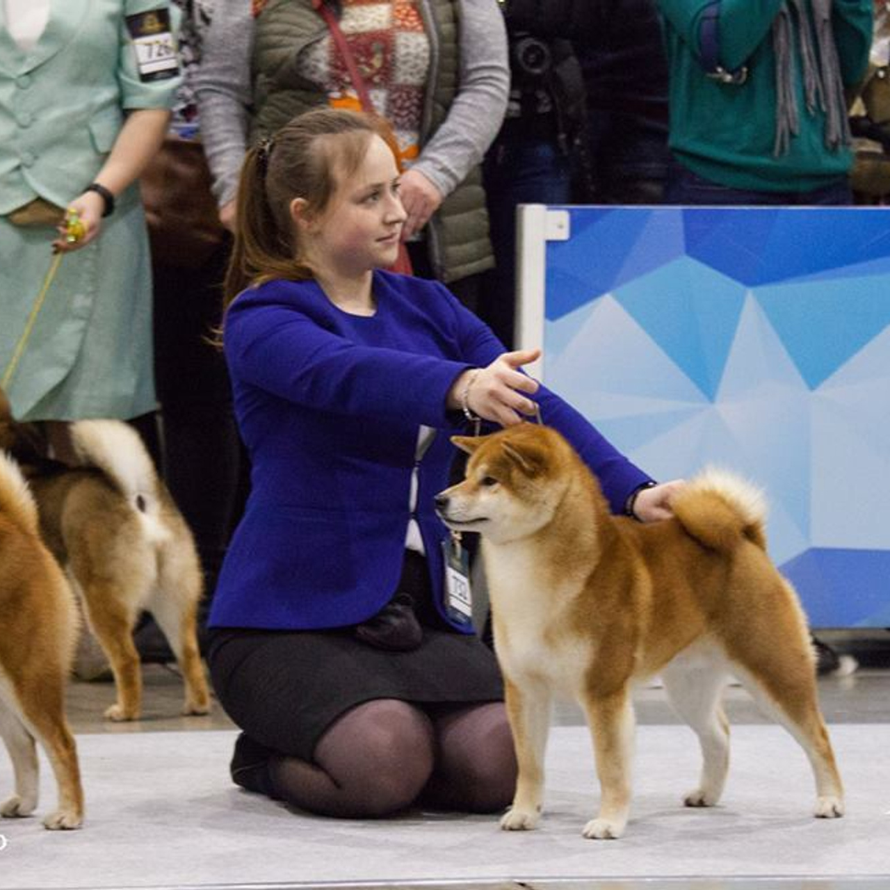 Dog show 2017. SHIOMARU Питомник сиба и акита-ину