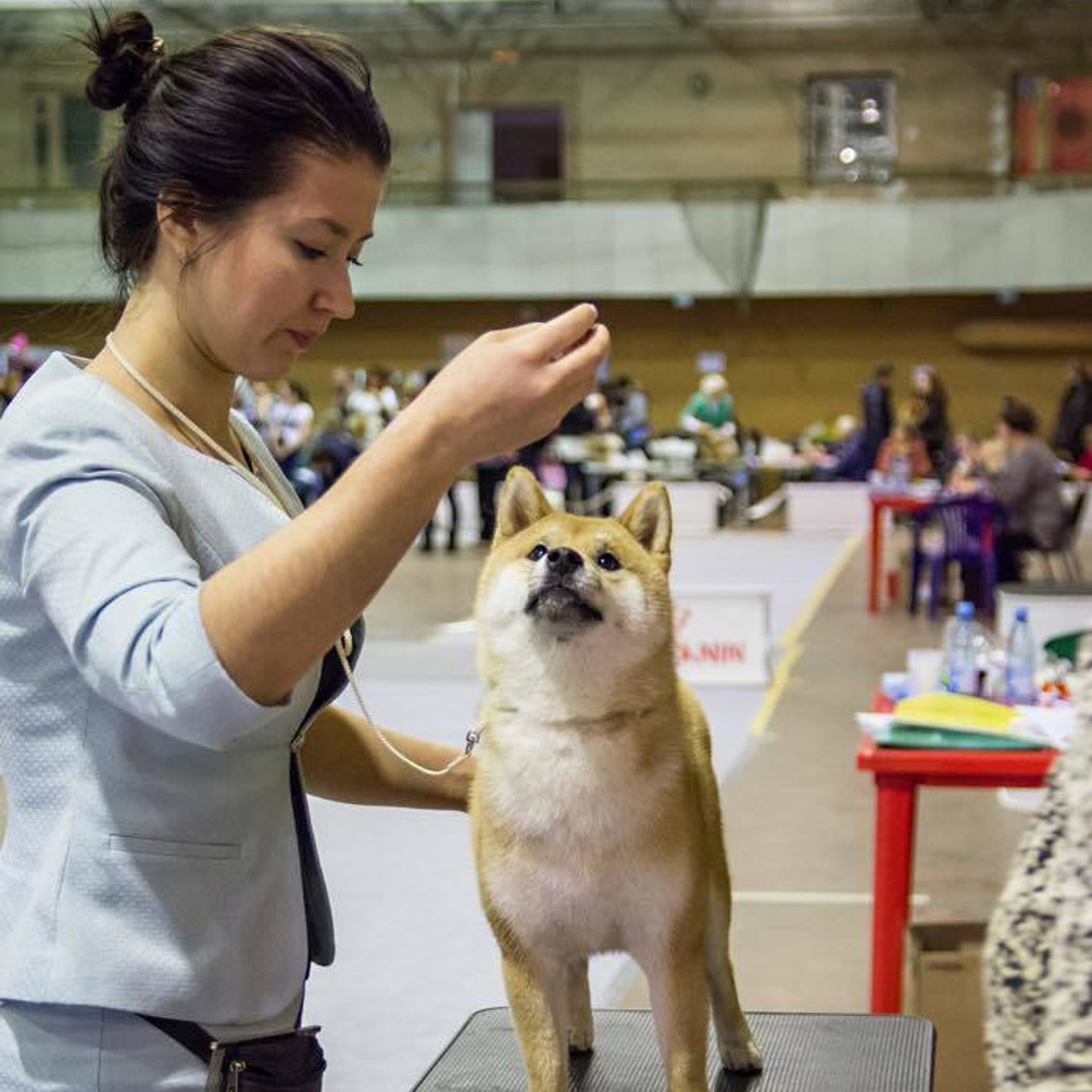Выпускники питомника. SHIOMARU Питомник сиба и акита-ину