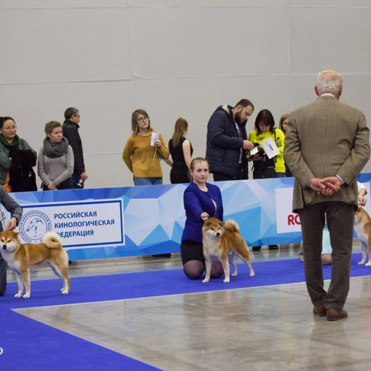 Dog show 2017. SHIOMARU Питомник сиба и акита-ину