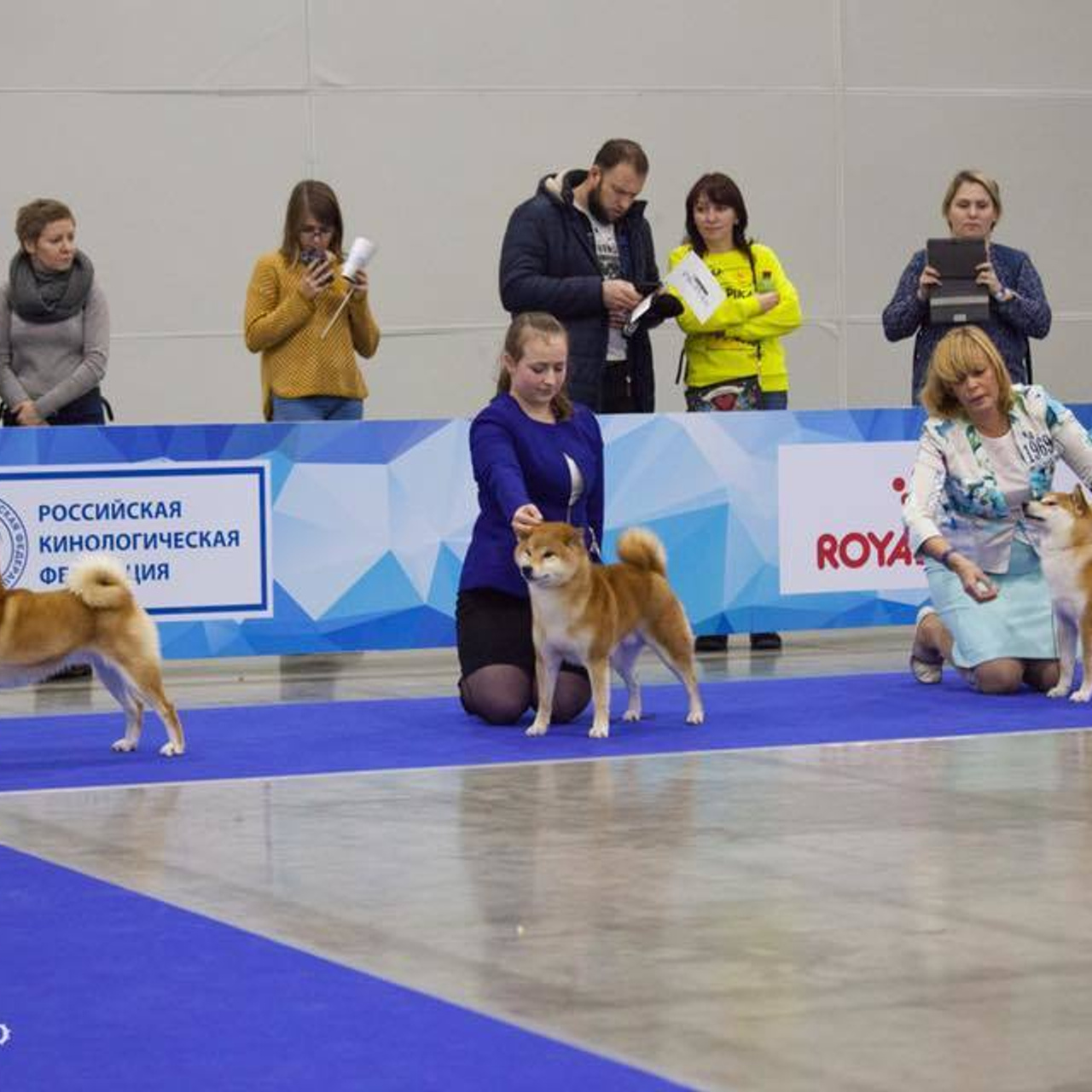 Dog show 2017. SHIOMARU Питомник сиба и акита-ину