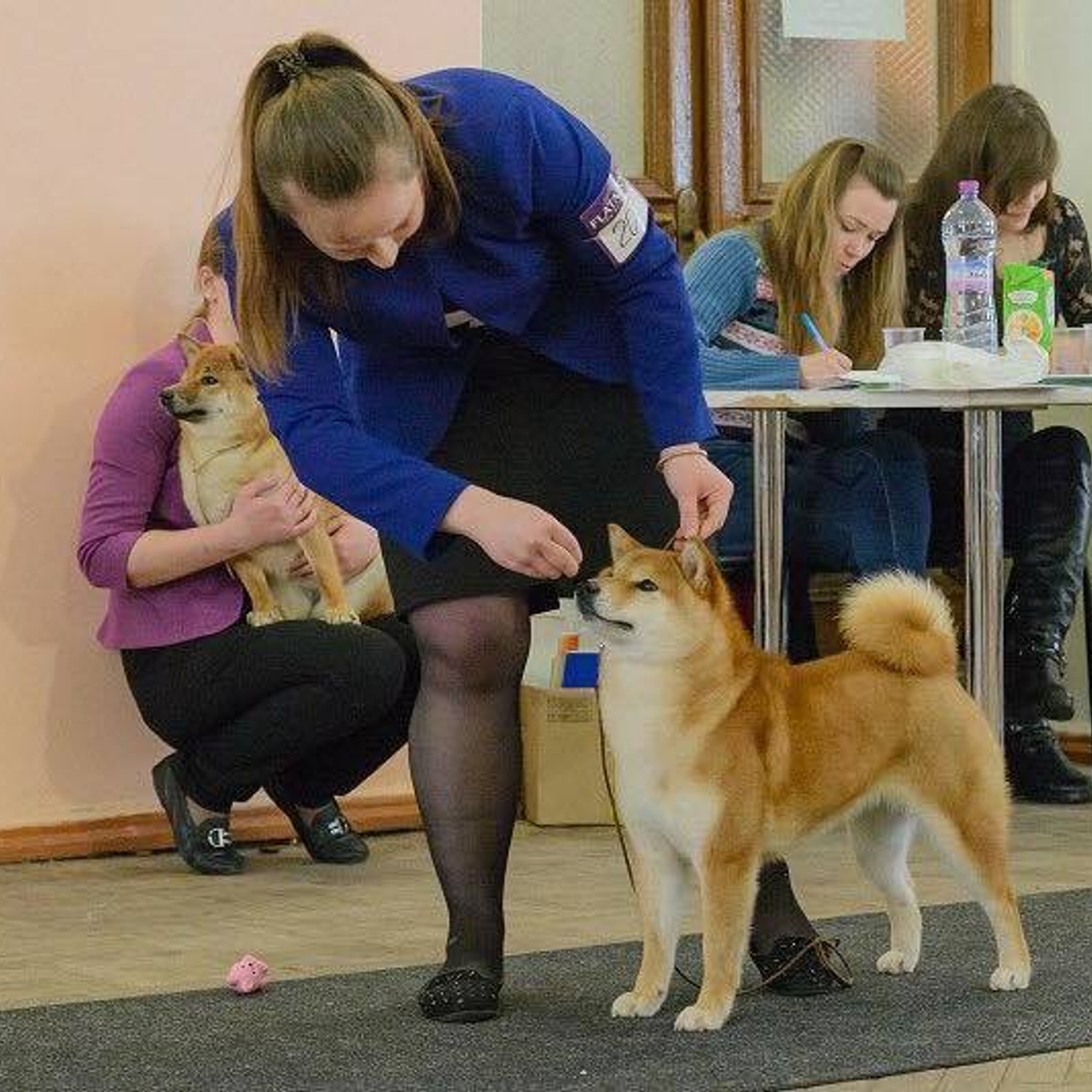 Dog show 2018. SHIOMARU Питомник сиба и акита-ину