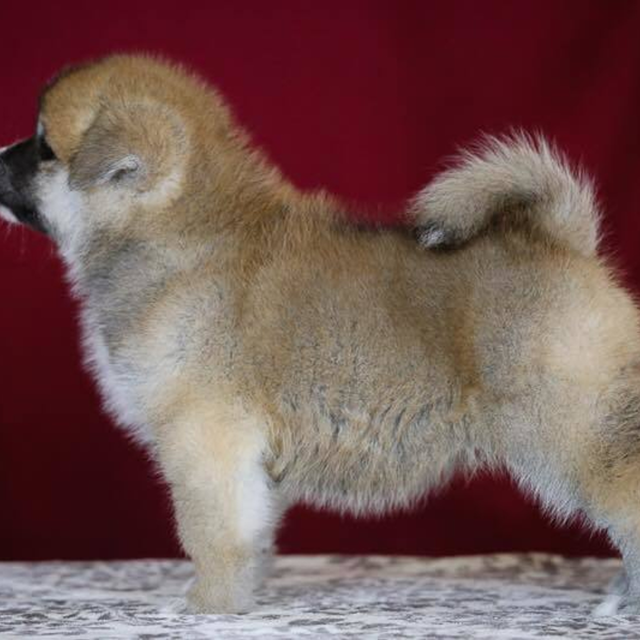 ПОМЕТ K. SHIOMARU Питомник сиба и акита-ину