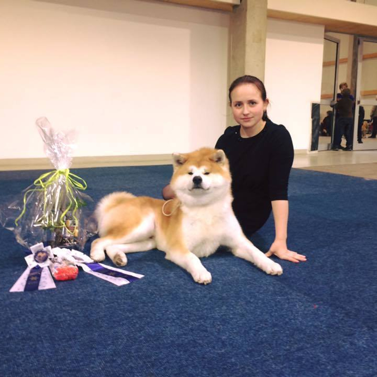 Dog show 2016. SHIOMARU Питомник сиба и акита-ину