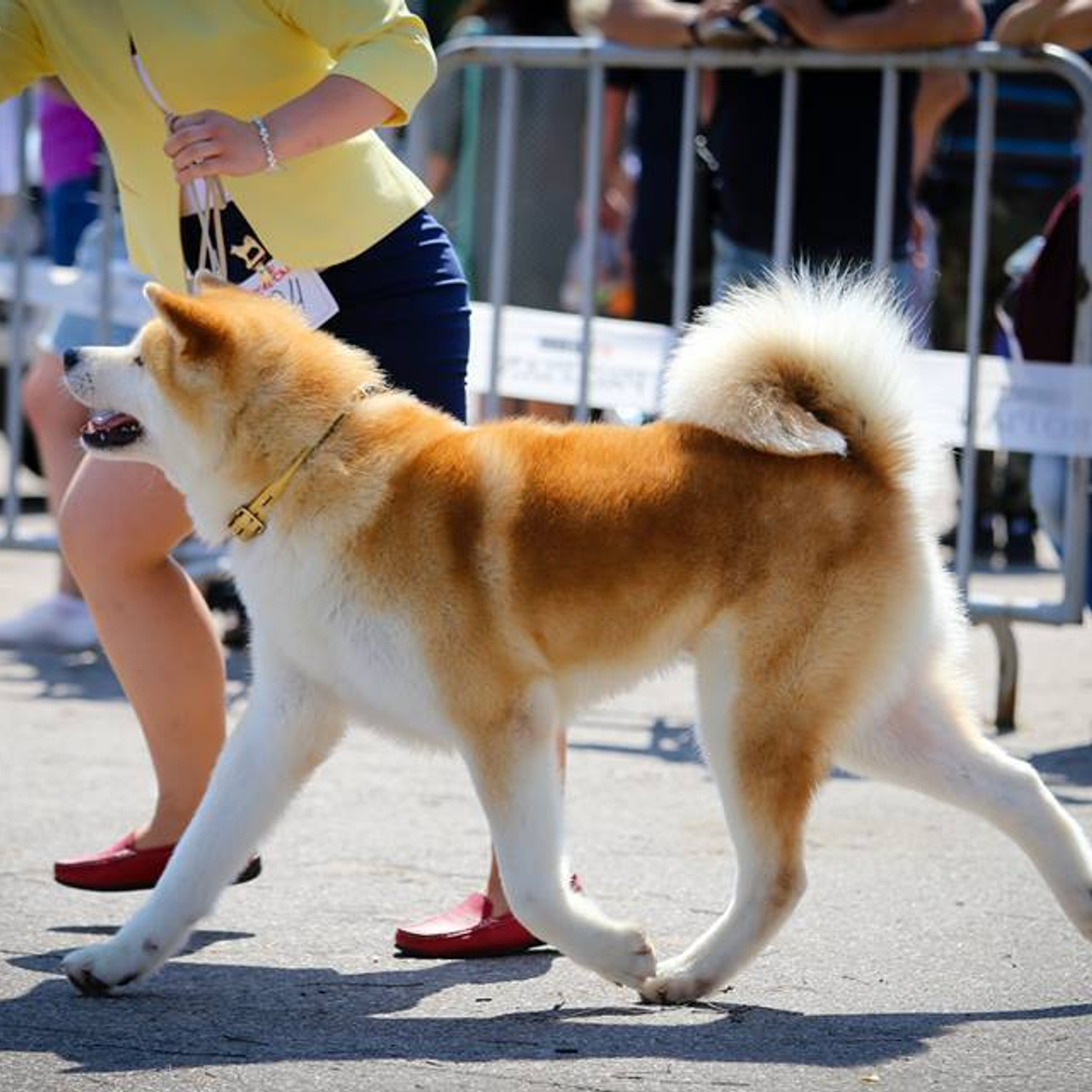 Dog show 2017. SHIOMARU Питомник сиба и акита-ину