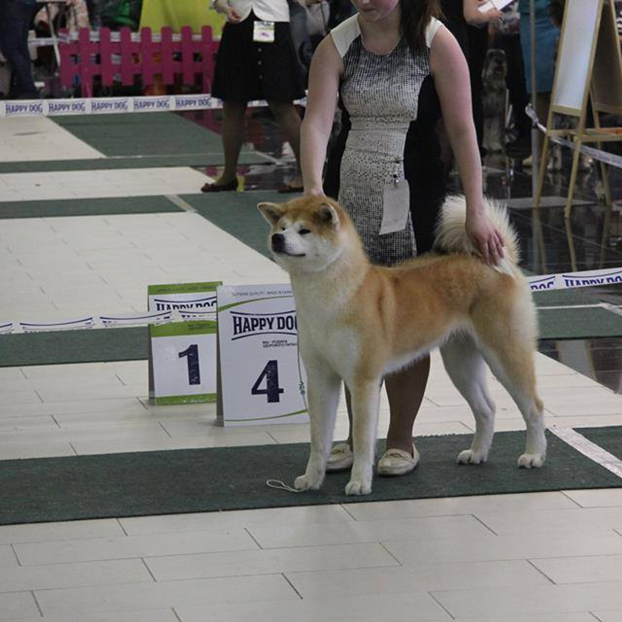 Dog show 2016. SHIOMARU Питомник сиба и акита-ину